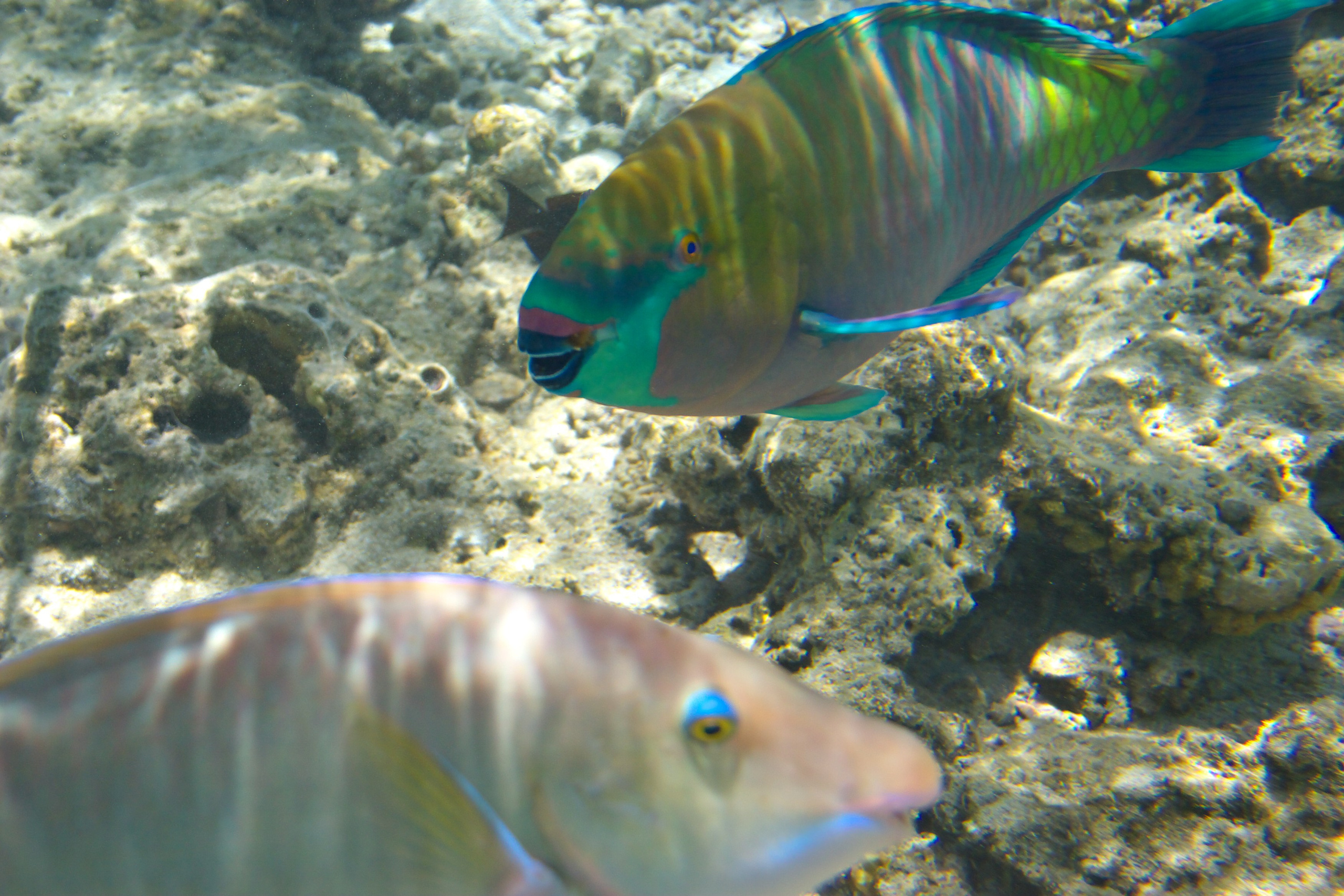 Под водой. Миша Печёнкин | фотография