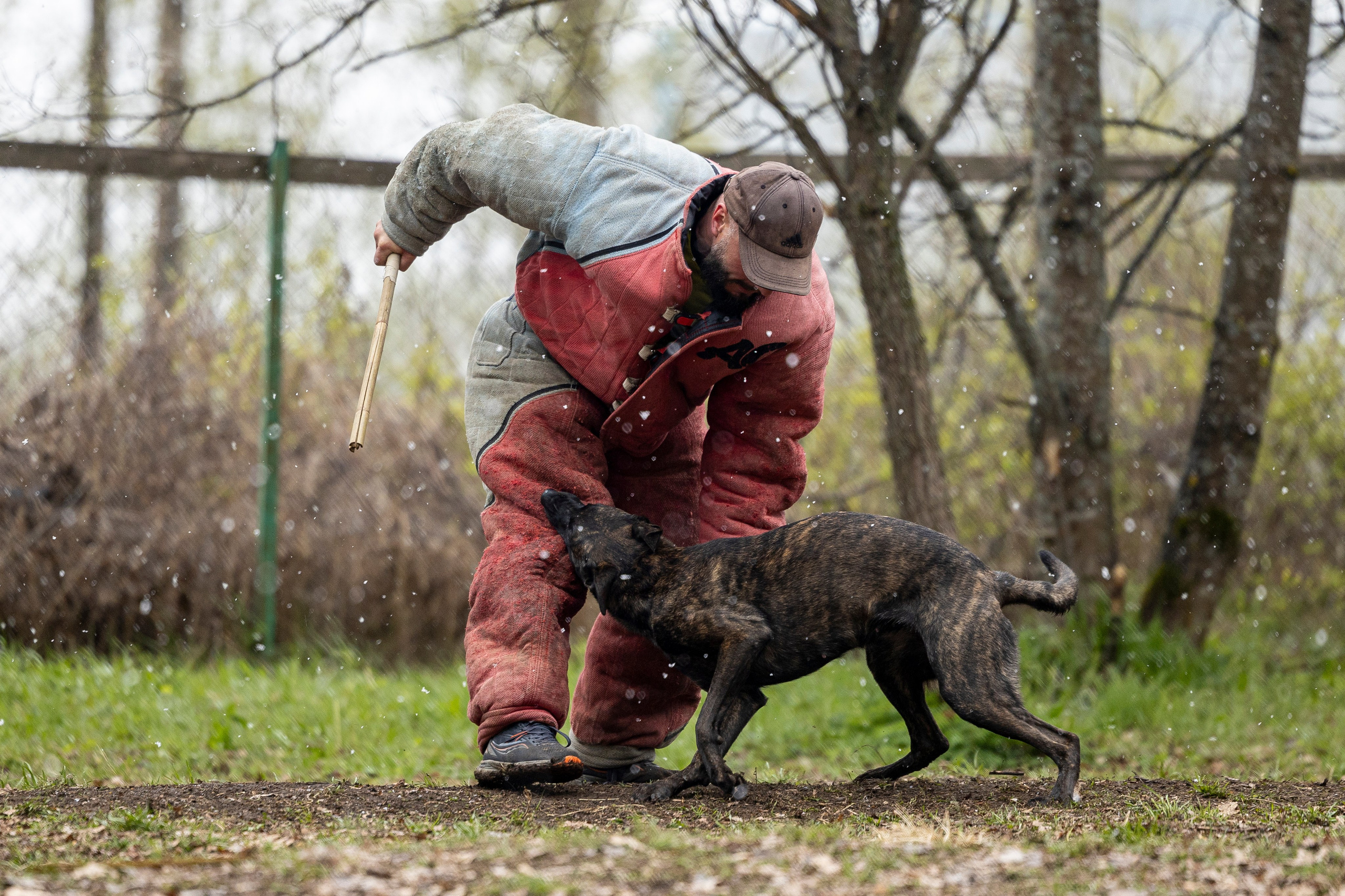 Квалификационные состязания по мондьорингу г. Вологда 11.05.24. Фотограф-анималист Анна Маринич