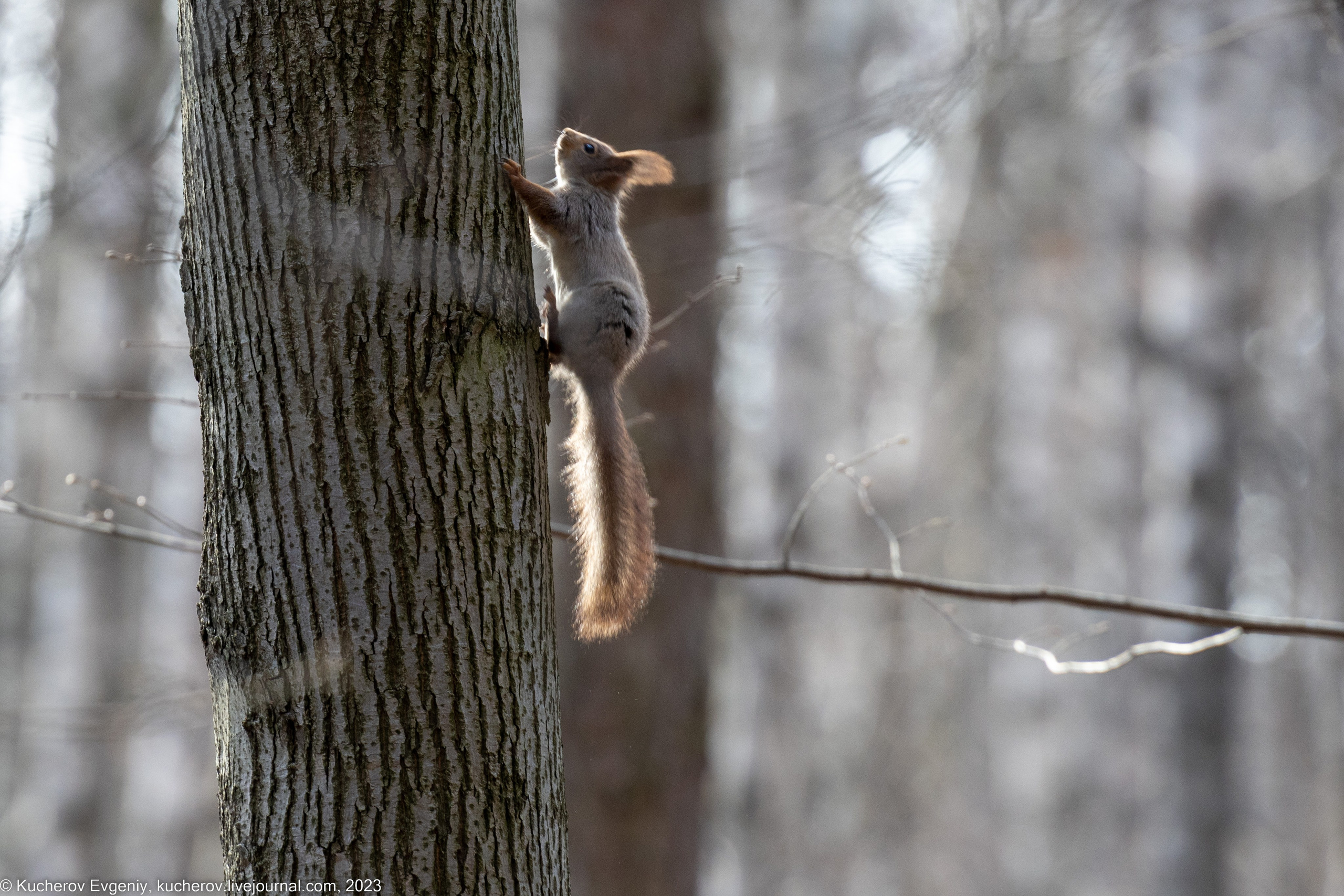 Животные. Кучеров Евгений. Фотограф