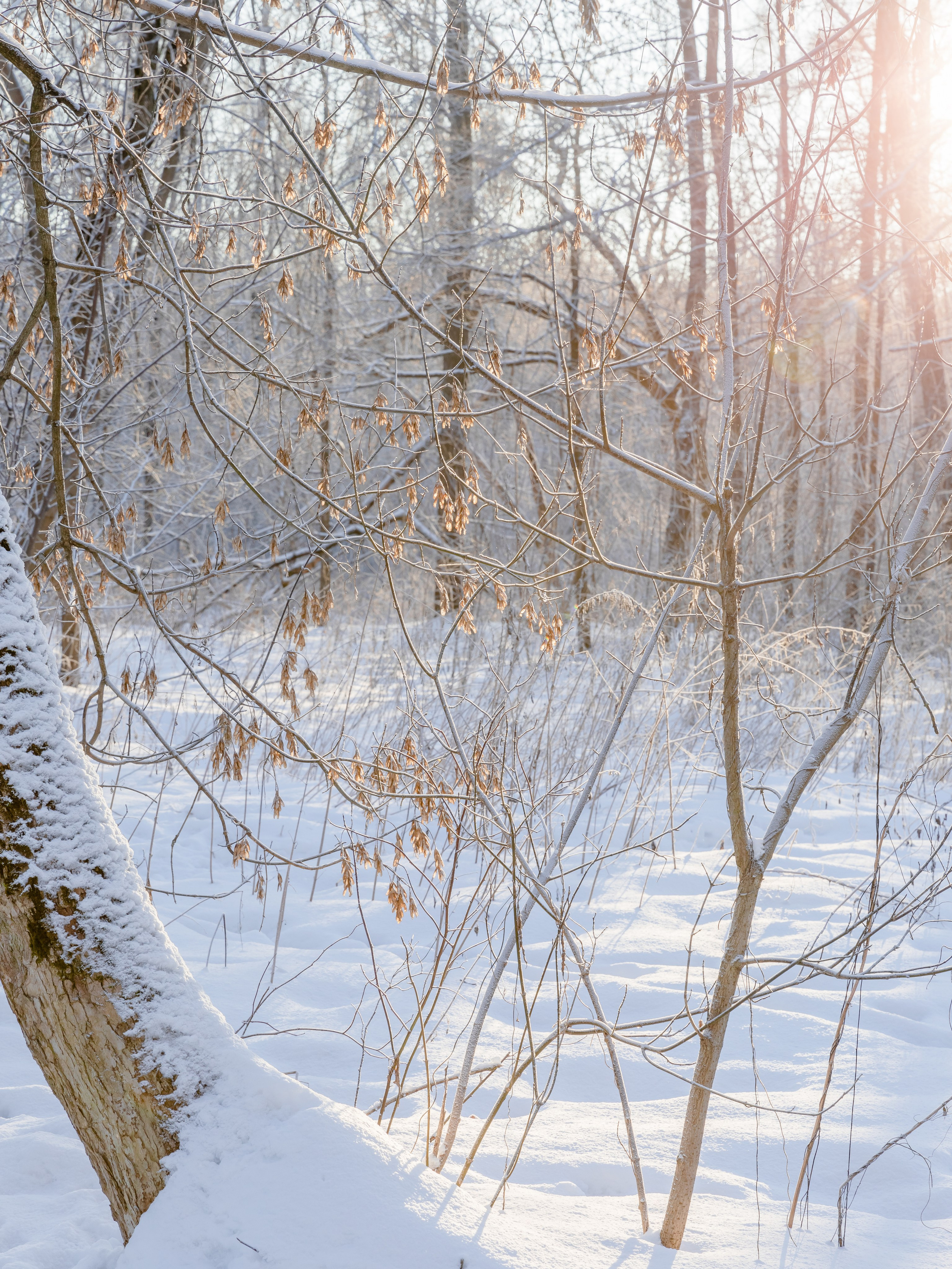 Лосиный остров. Зима. Фотографии