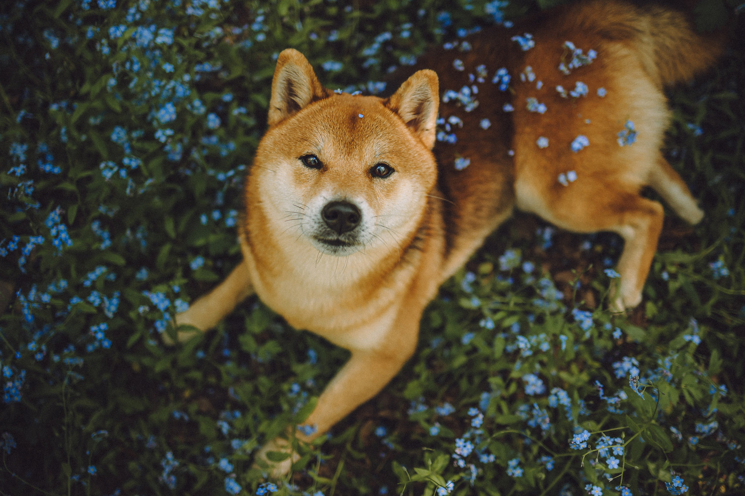 Шед, Цири, Чиби, Цера и их семья