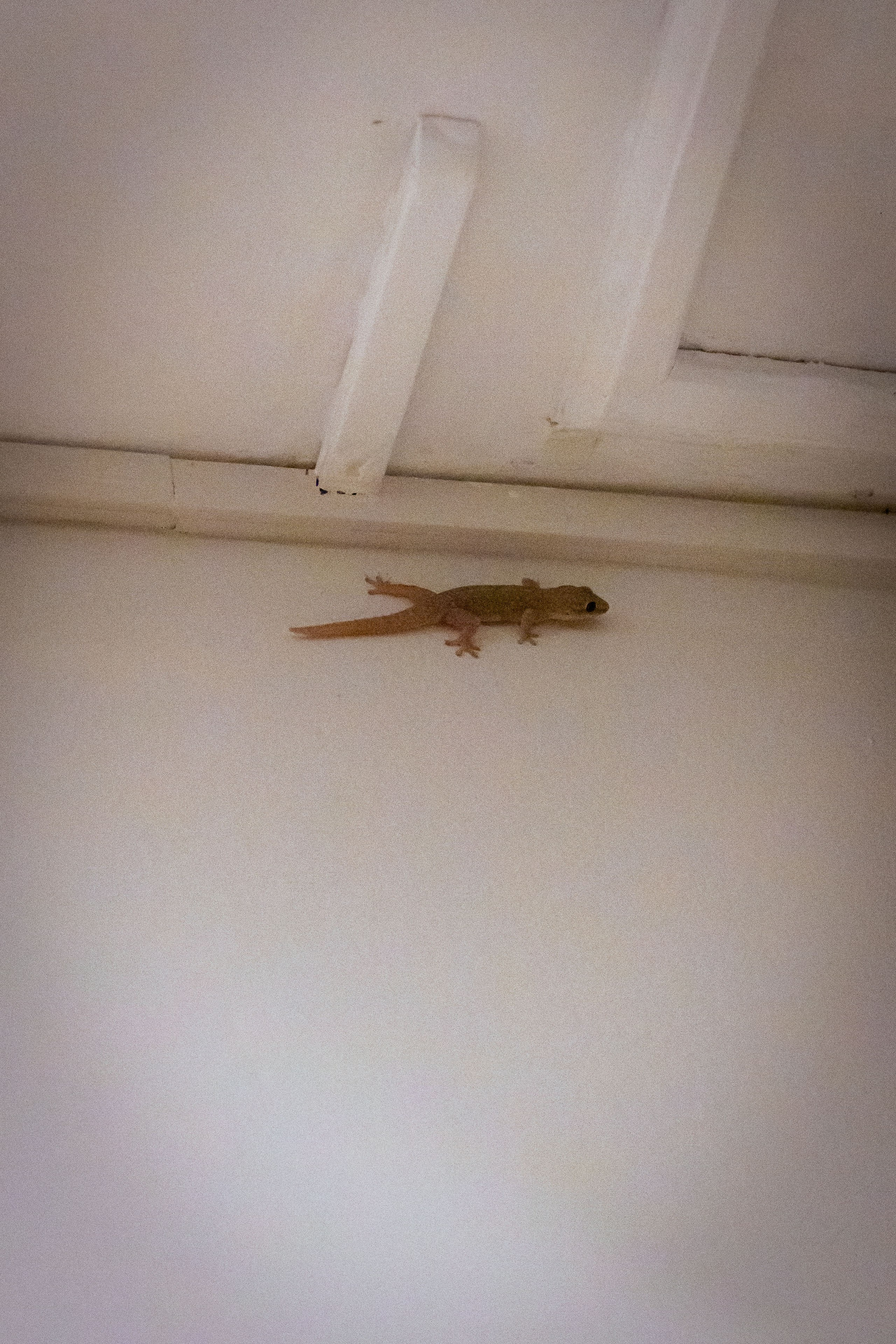 Шри-Ланка (весна 2024). Фотограф Виноградов Константин