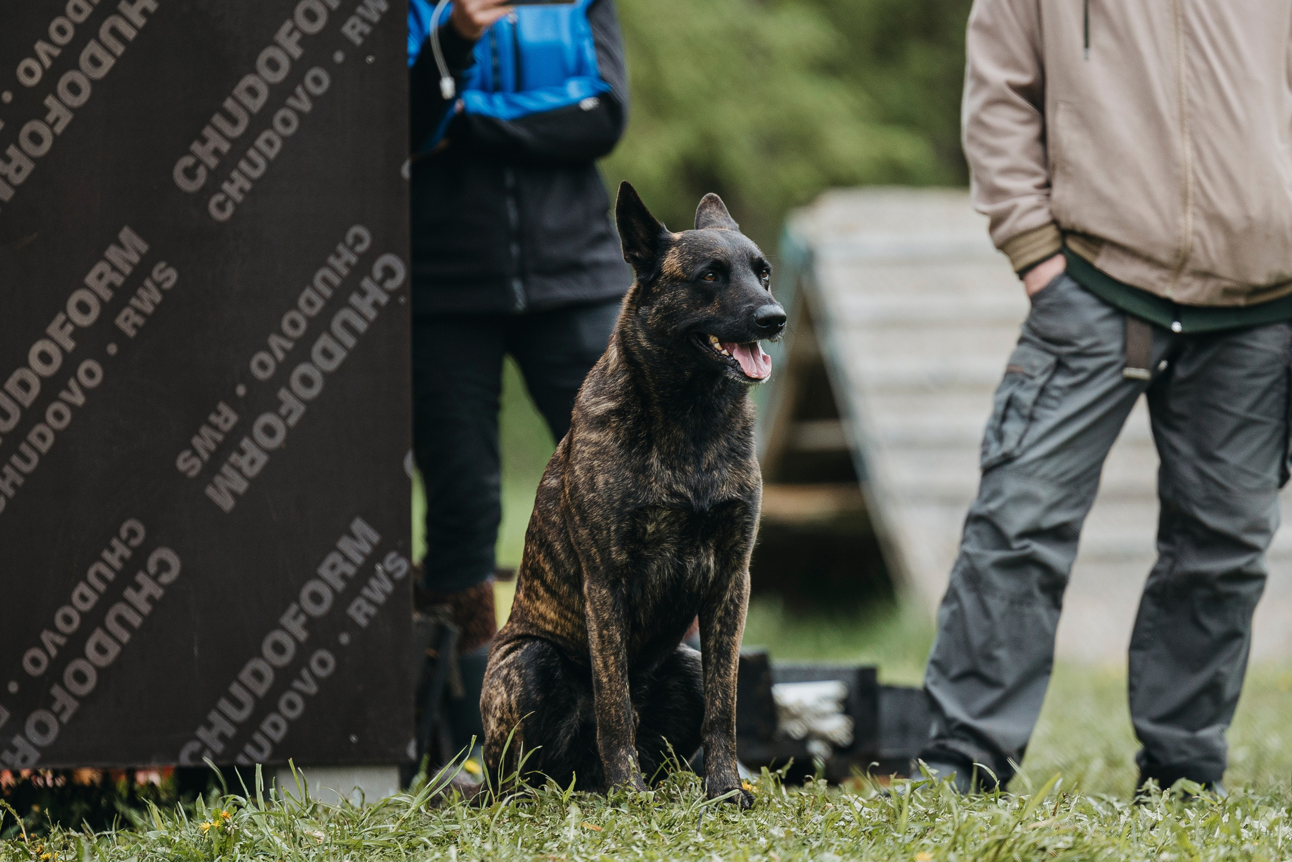 26.05.25 г. Пушкин квалификационные соревнования. Фотограф-анималист Анна Маринич