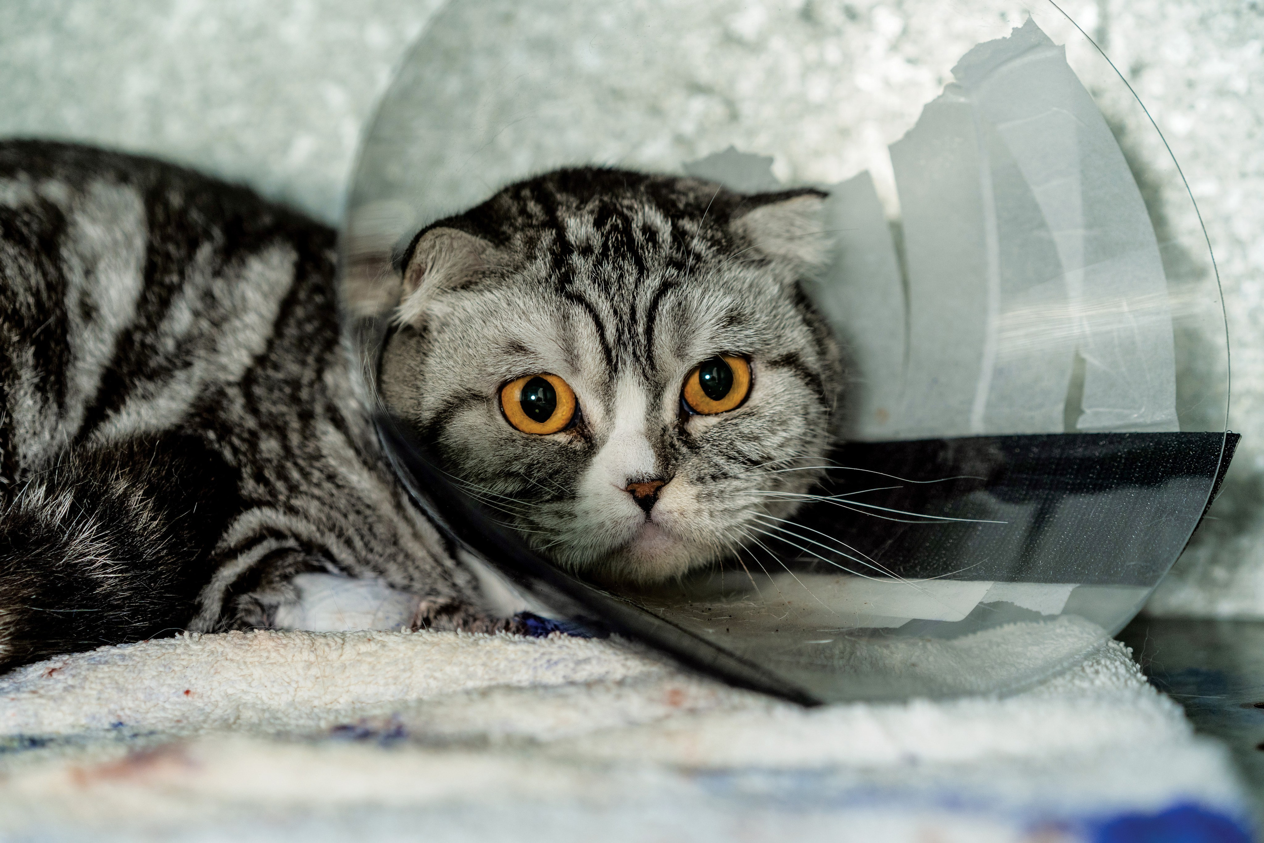 Vet clinic. Nina Petina