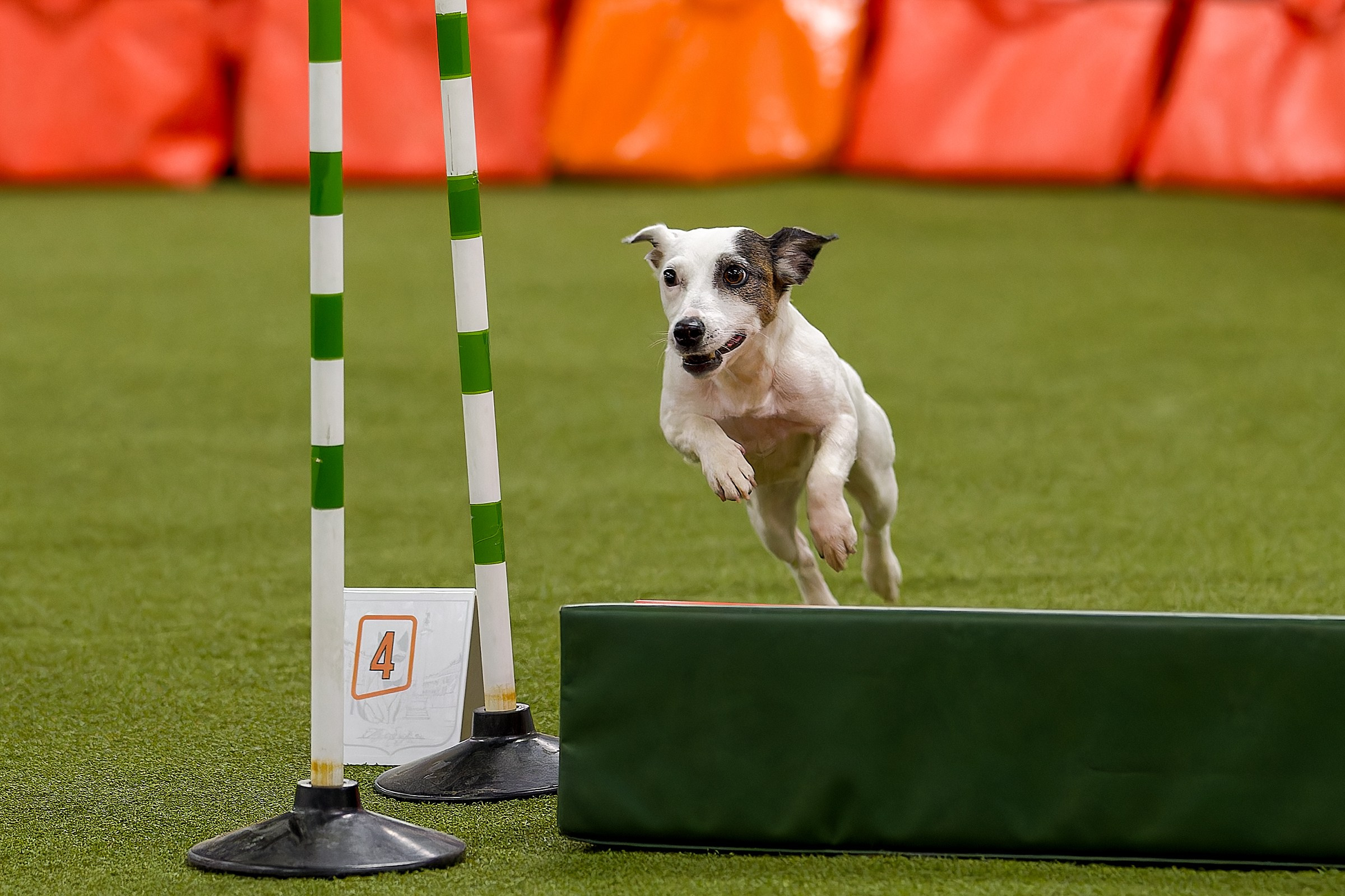 Кубок Пёсбурга 2025. Irenephoto.ru