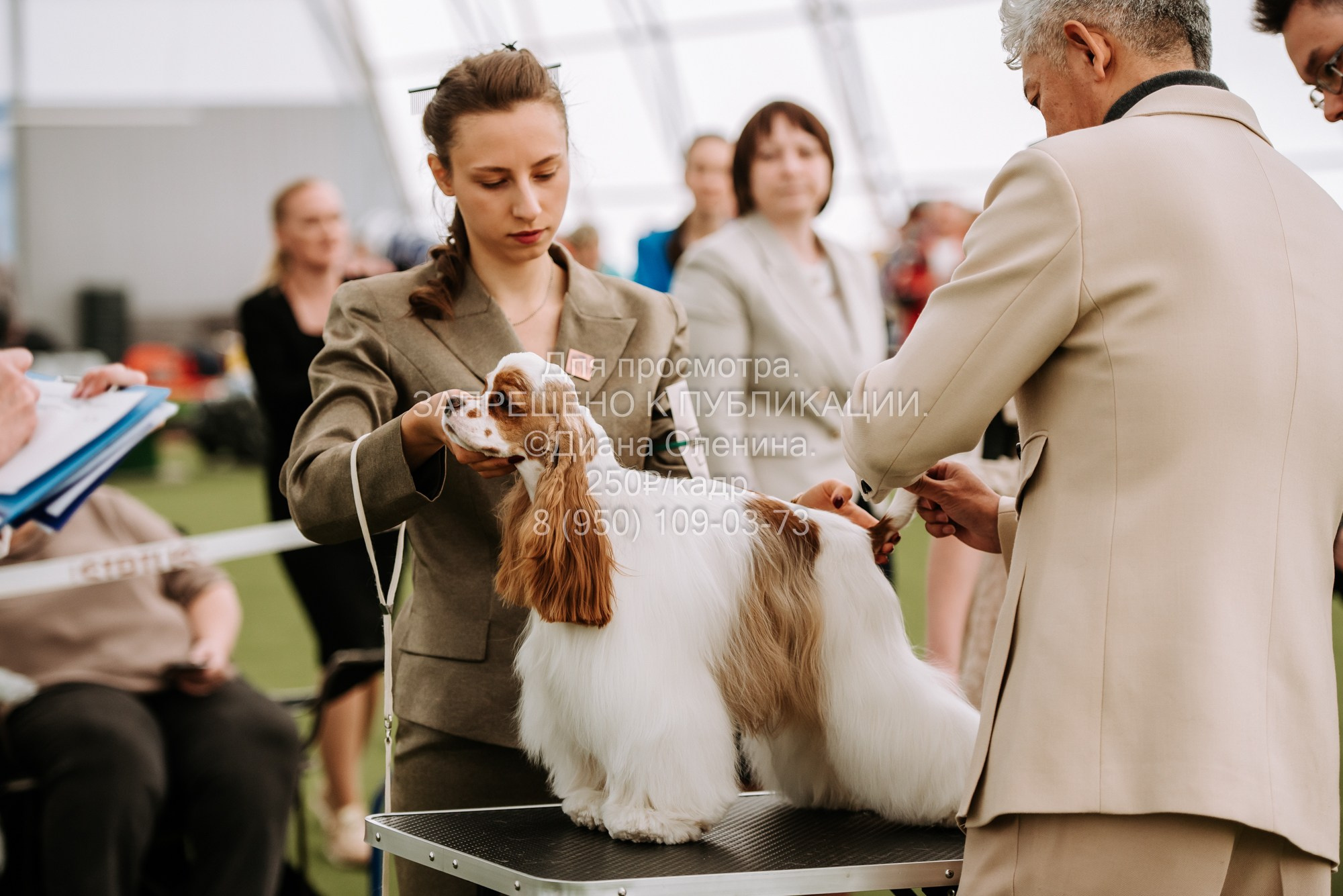 Выставка собак Красноярск 2.06. Фотограф Диана Оленина Красноярск / Братск