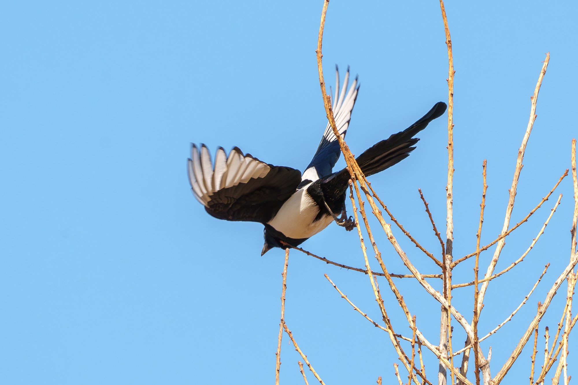 Удивительные мир птиц. Вокруг нас столько прекрасного — присмотритесь!. Ваш личный фотограф Марина Волкова