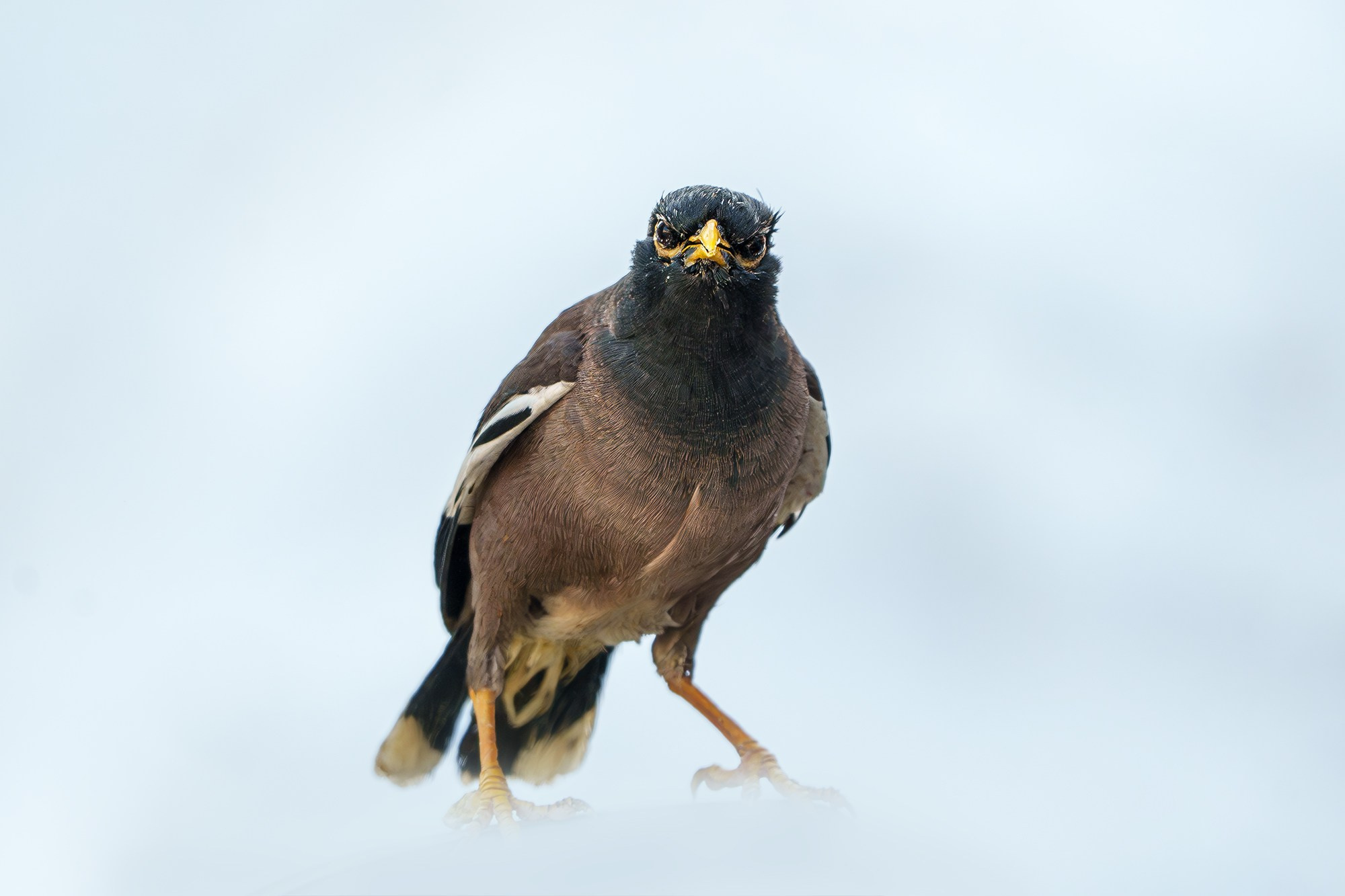 Удивительные мир птиц. Вокруг нас столько прекрасного — присмотритесь!. Ваш личный фотограф Марина Волкова