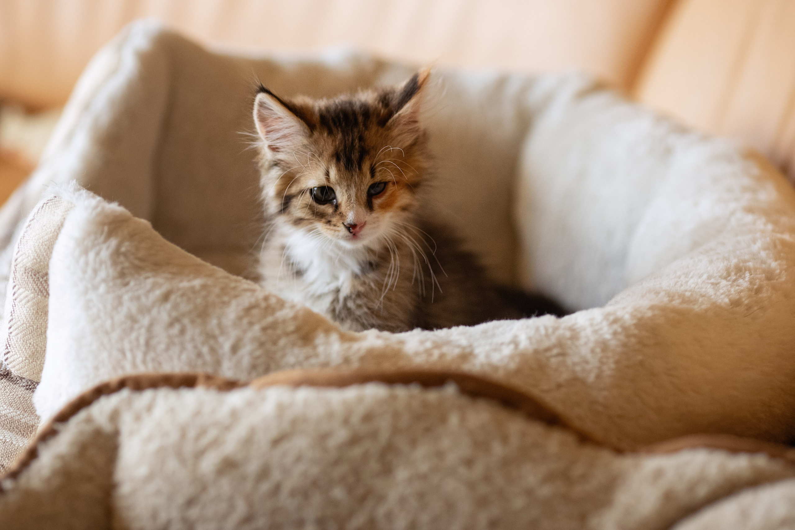 Котята в добрые руки. Арт фотограф в Минске Анастасия Корбут