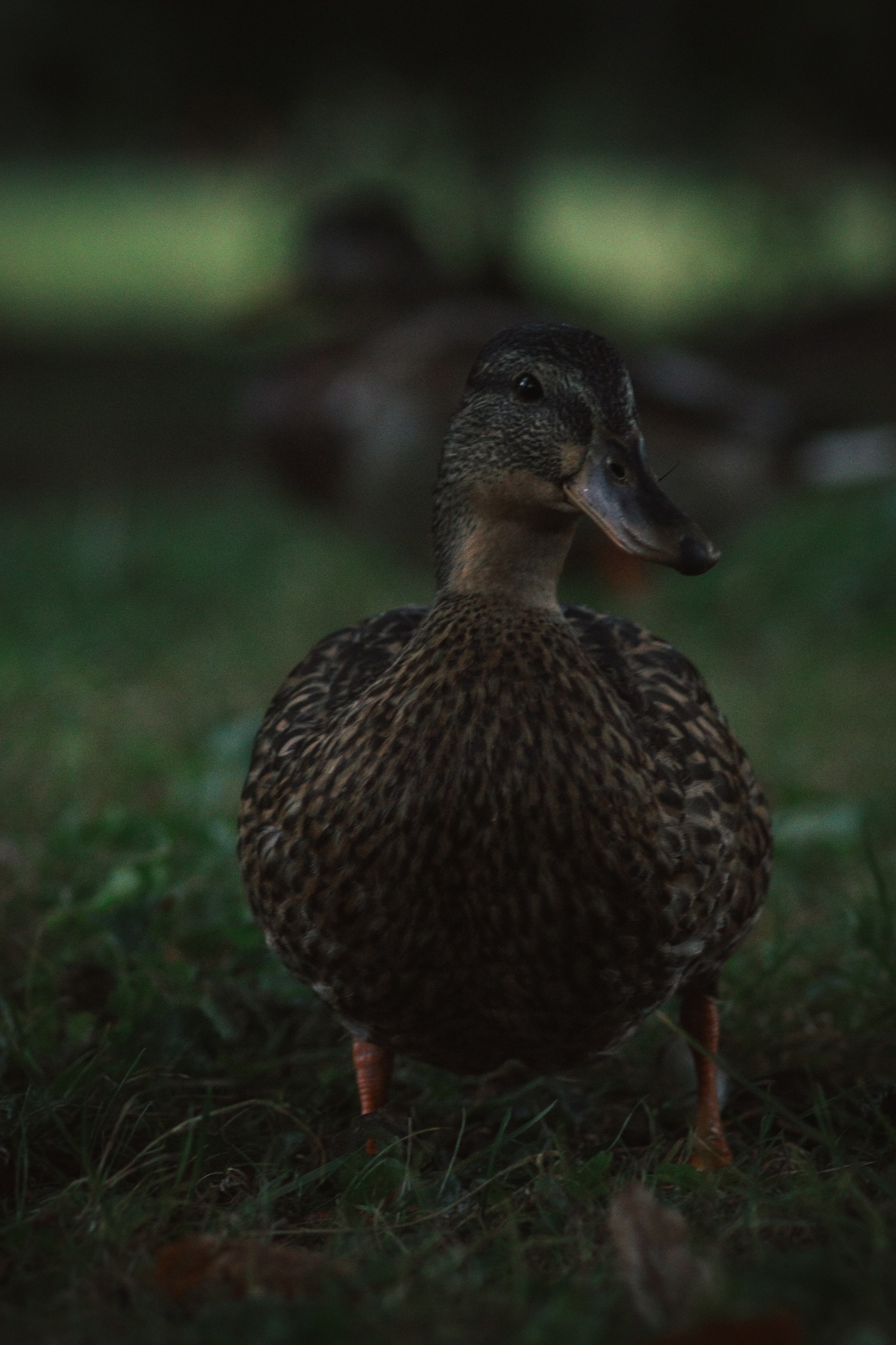 Т Е П Л Ы Й — З Е Л Е Н Ы Й. — Digital Noise —