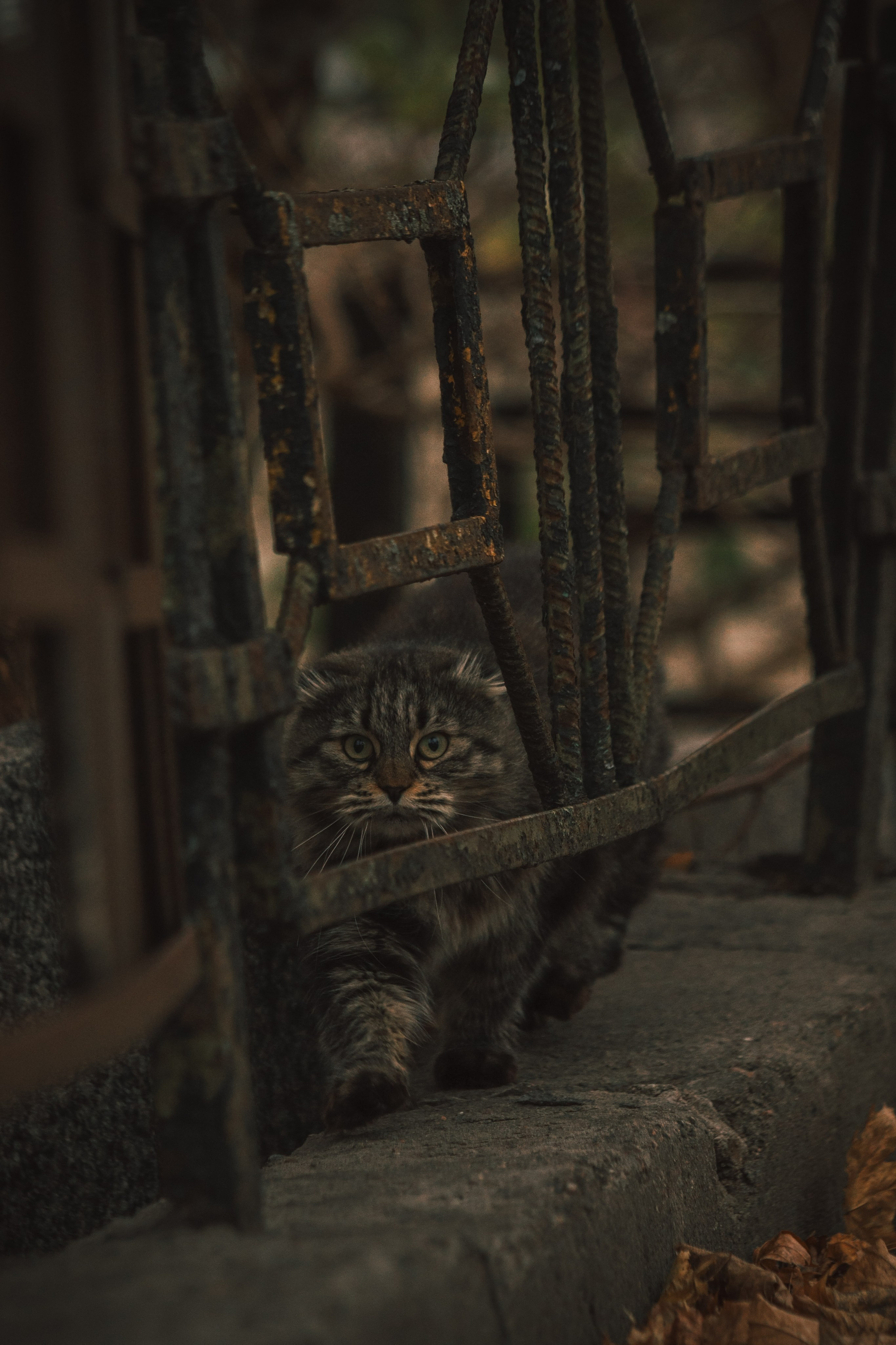 Р А З Н Ы Е — К О Т Ы. — Digital Noise —