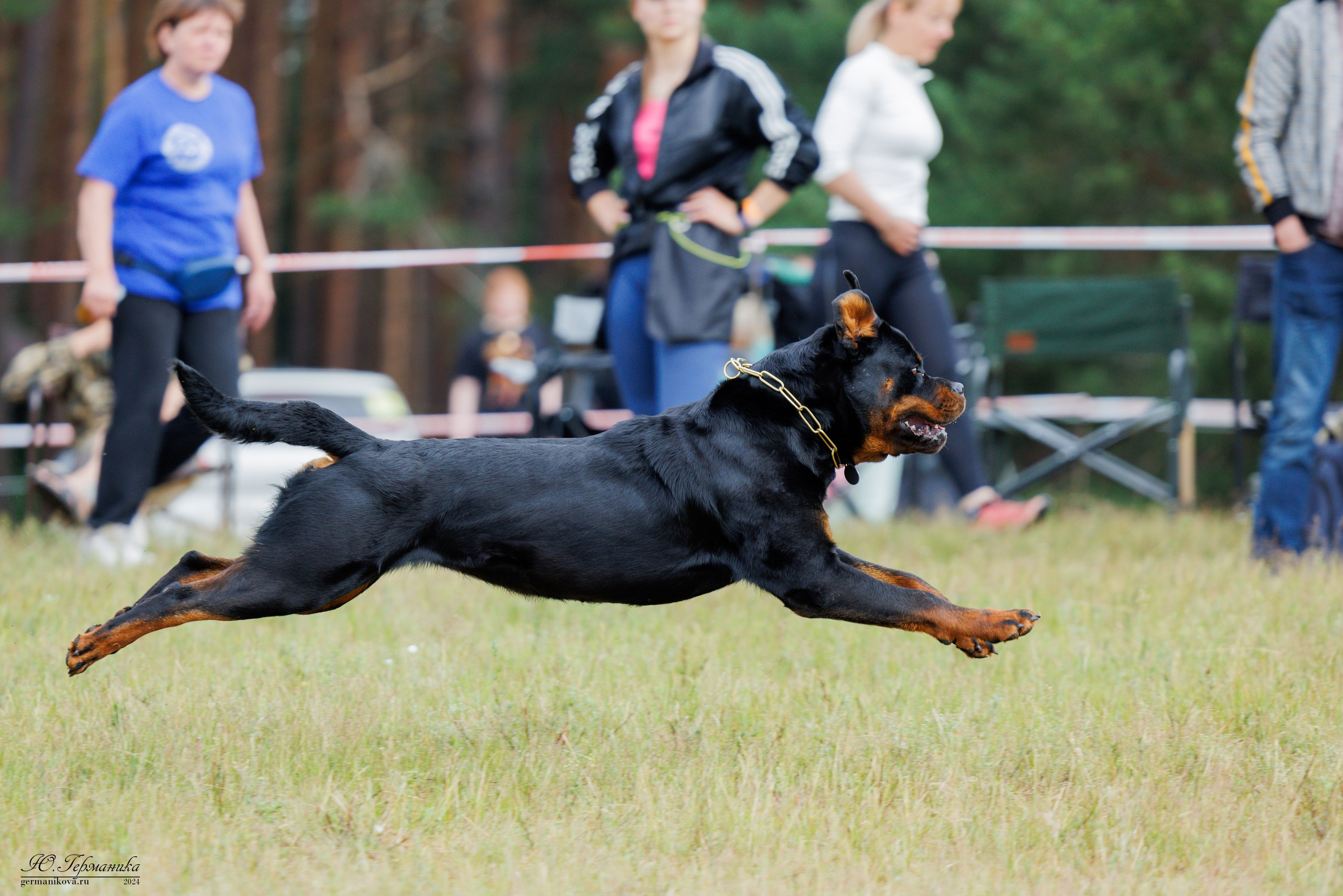 ПК и КЧК ротвейлеры Тверь 6-7.07.2024. Фотограф-анималист Юлия Германика