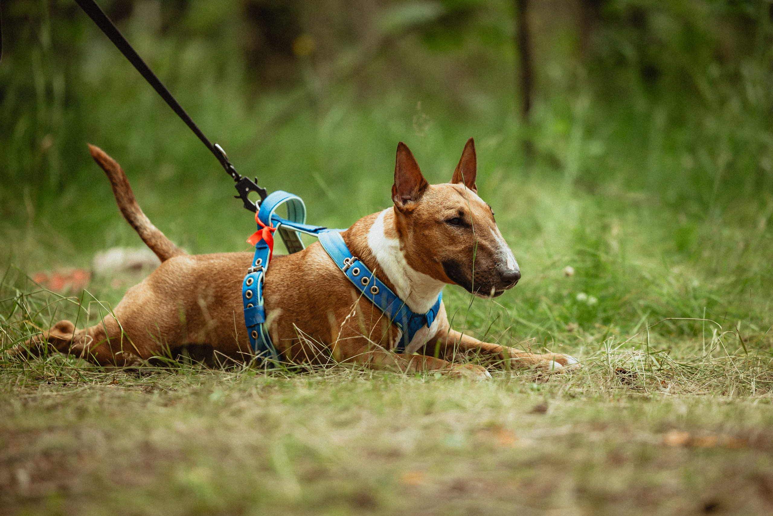 Выездной дог-тренинг от школы «Шерсть имею»