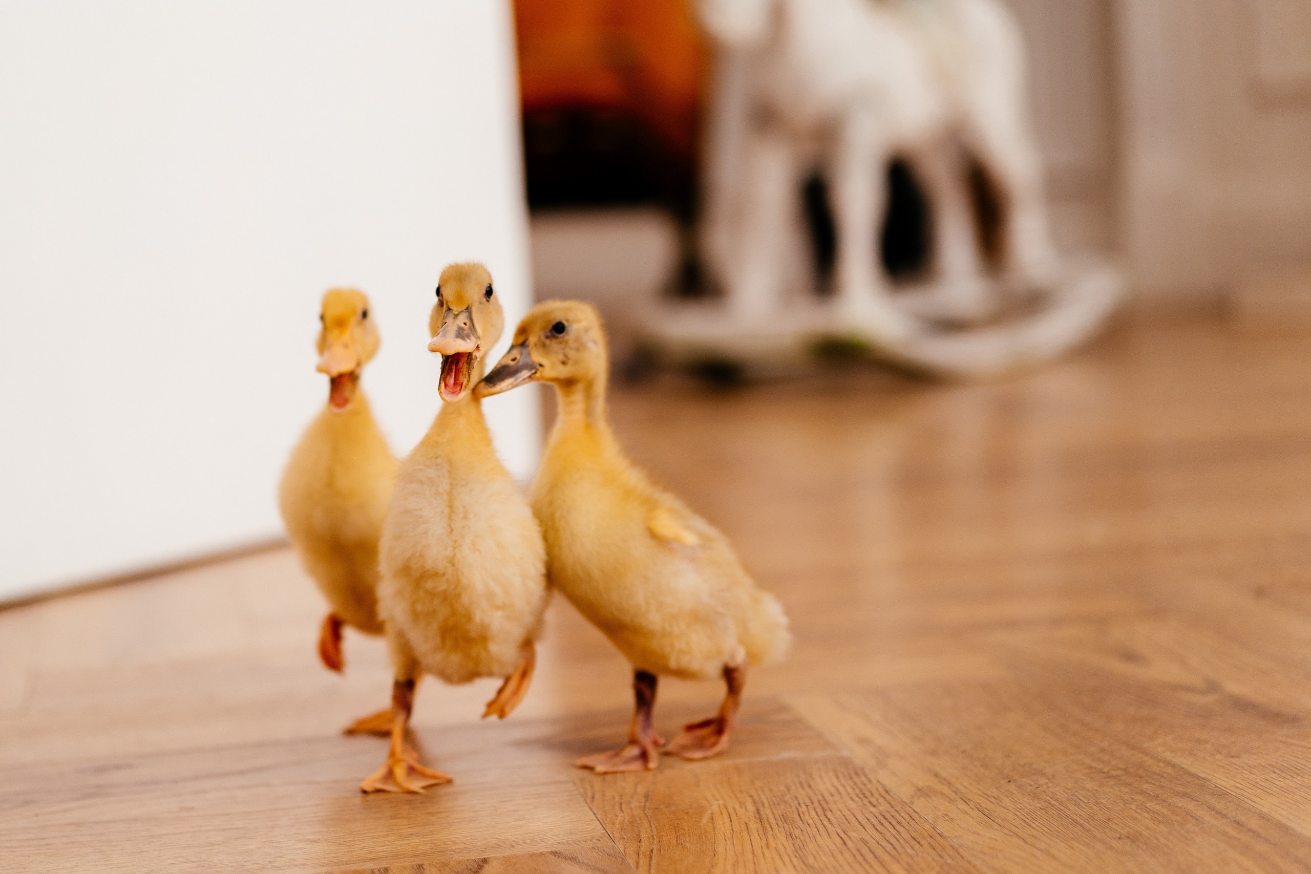 Дети. Выпускные альбомы в Екатеринбурге, от Анастасии Саловой