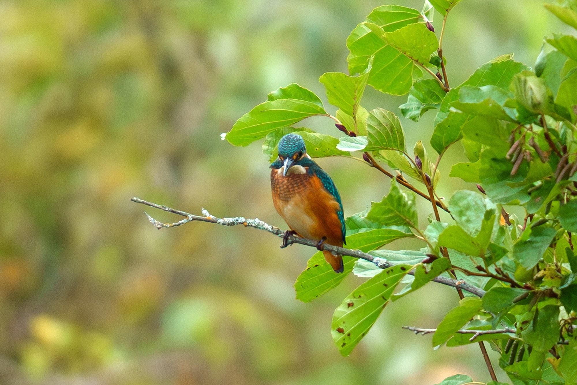 Удивительные мир птиц. Вокруг нас столько прекрасного — присмотритесь!. Ваш личный фотограф Марина Волкова