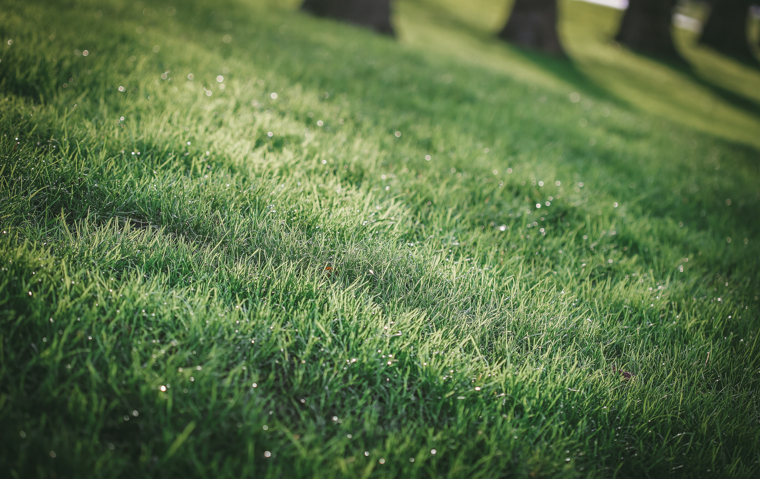 Англия: Лондон цветущий. Дарья Письменюк / Darya Leitstern — фотограф, музыкант, журналист, путешественник