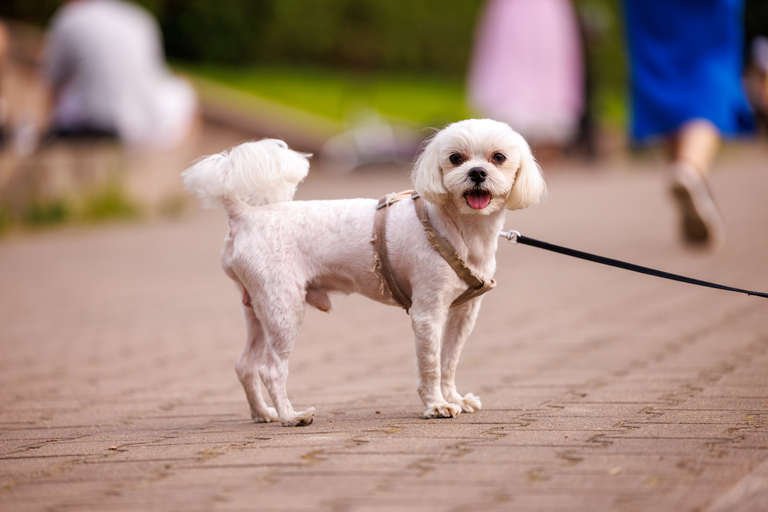 PetShopDays2026. Фотограф Александр Заломаев