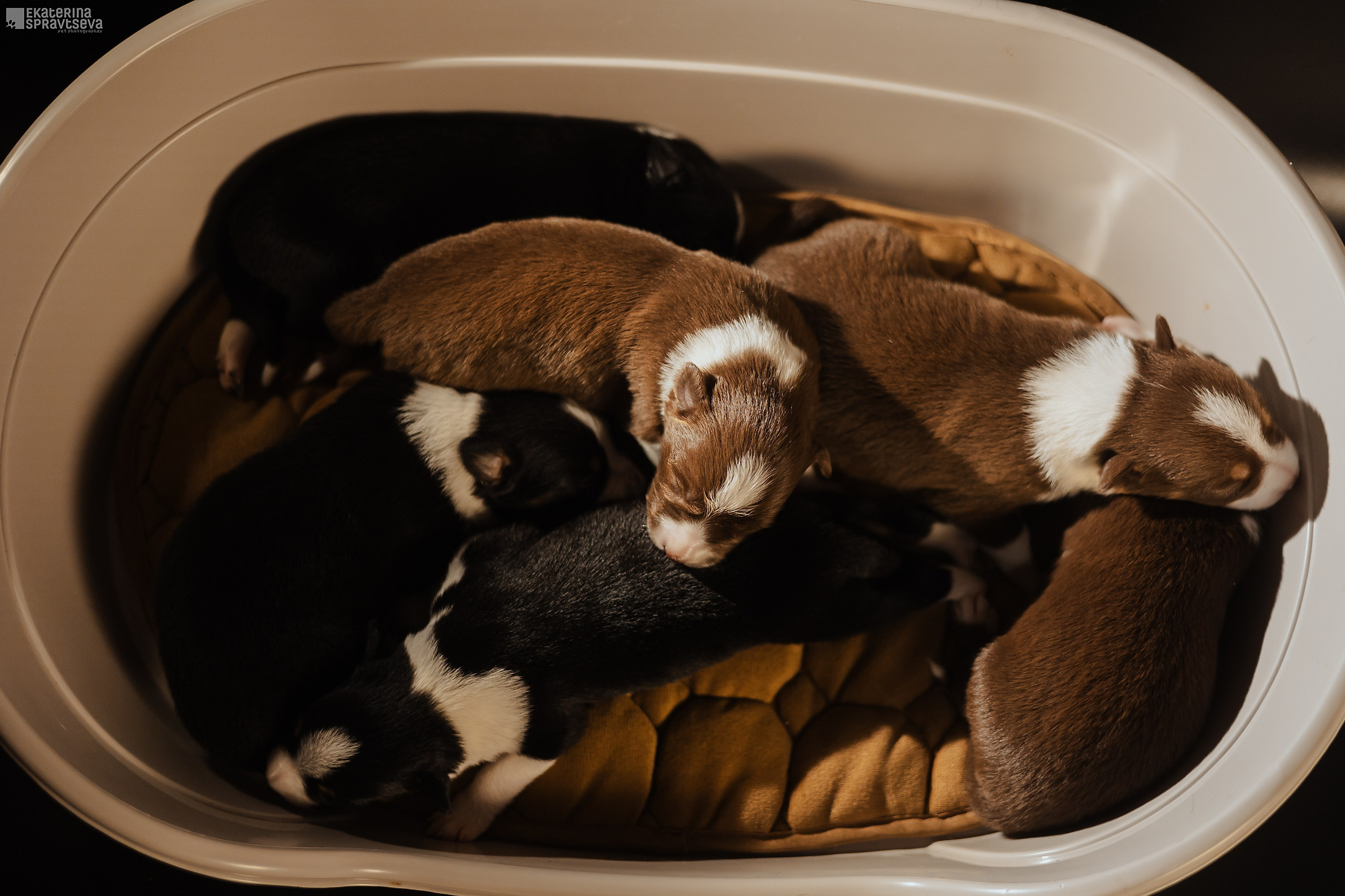 Щенки бордер колли от Ап х Ра. Фотограф Анималист Екатерина Справцева в Нижнем Новгороде