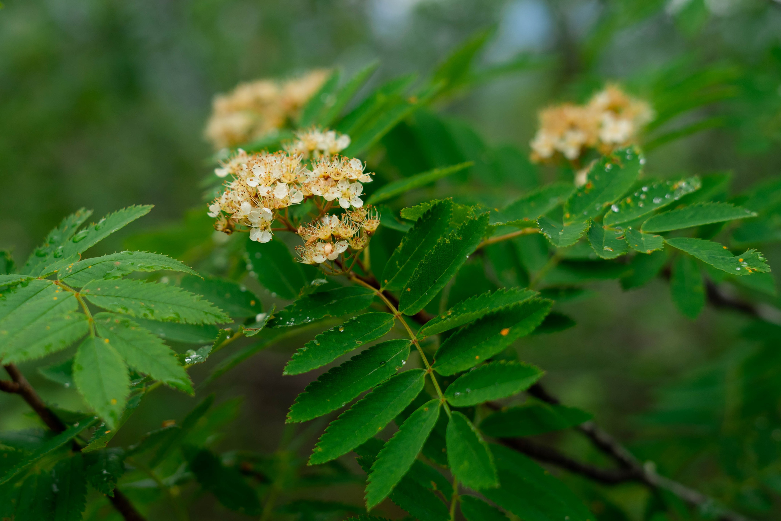 Лето в тундре. Фотограф Екатерина Зорина
