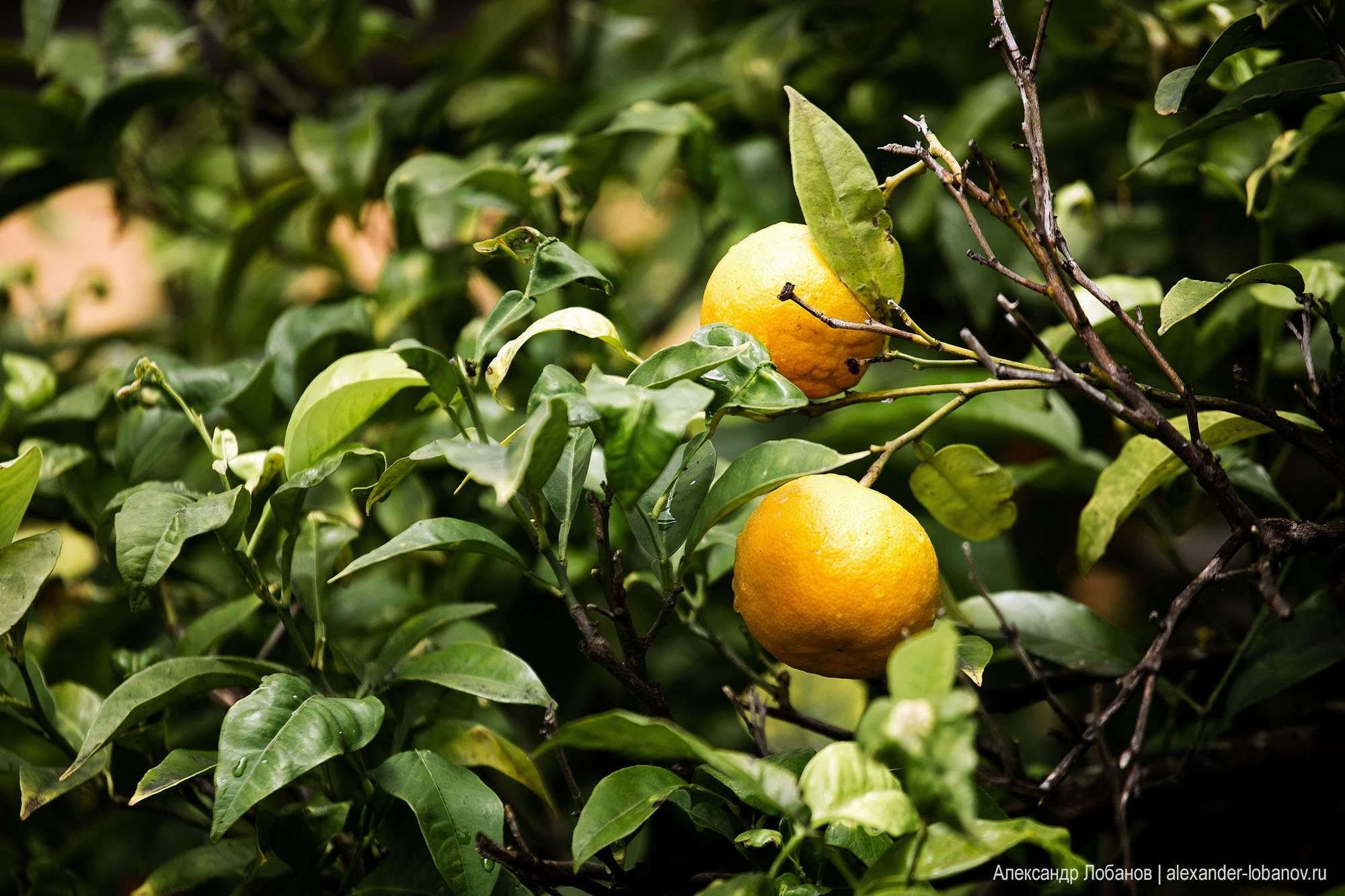 Свадьба Олега и Виктории в Портофино, Италия