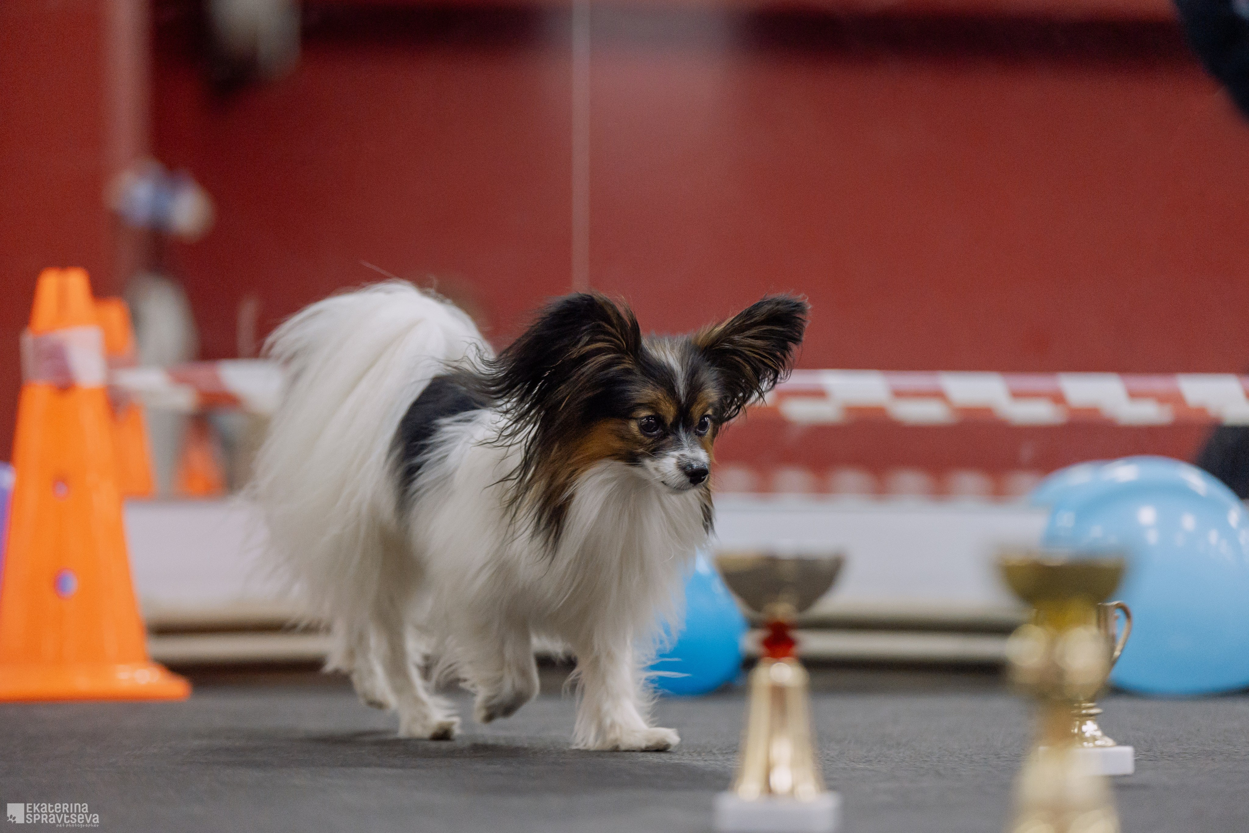 Праздник NoseWork. Фотограф Анималист Екатерина Справцева в Нижнем Новгороде