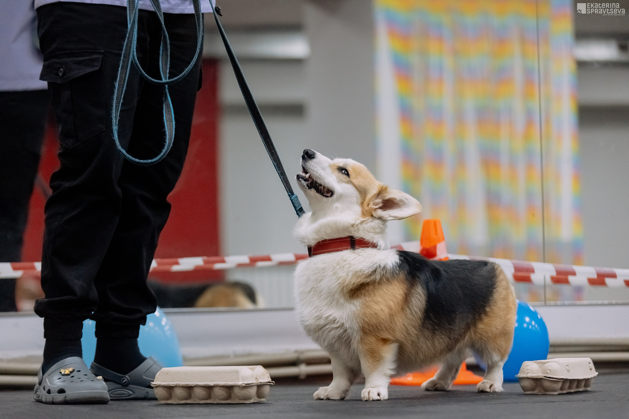 Праздник NoseWork. Фотограф Анималист Екатерина Справцева в Нижнем Новгороде