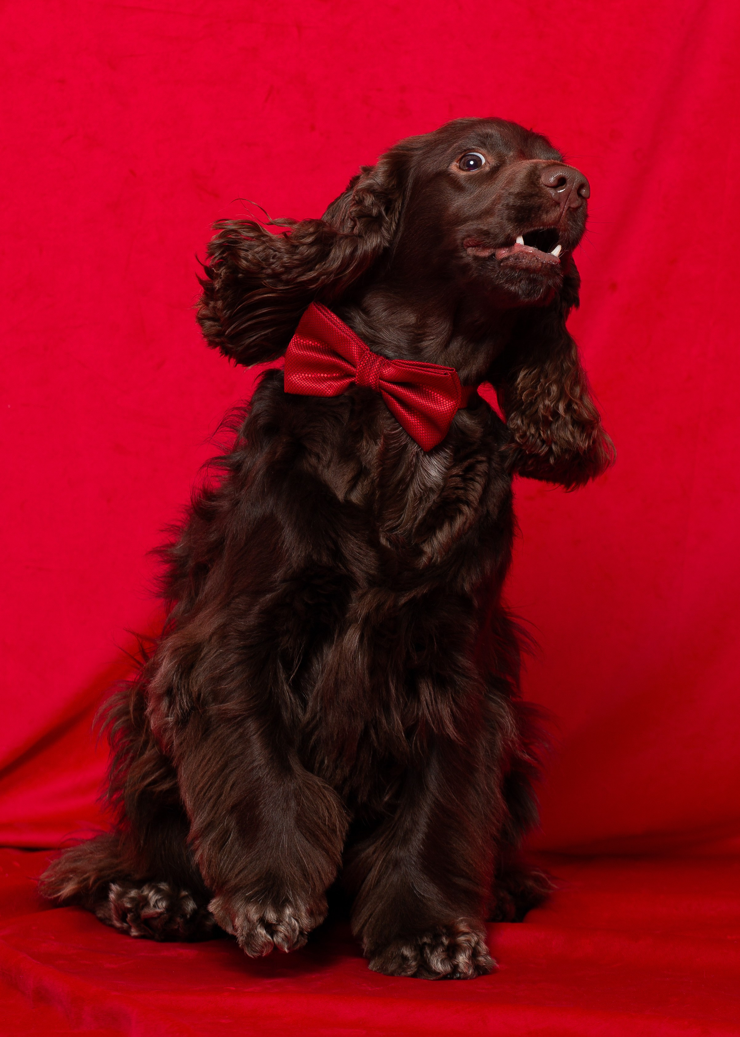 Animals. Photographer saint petersburg/moscow