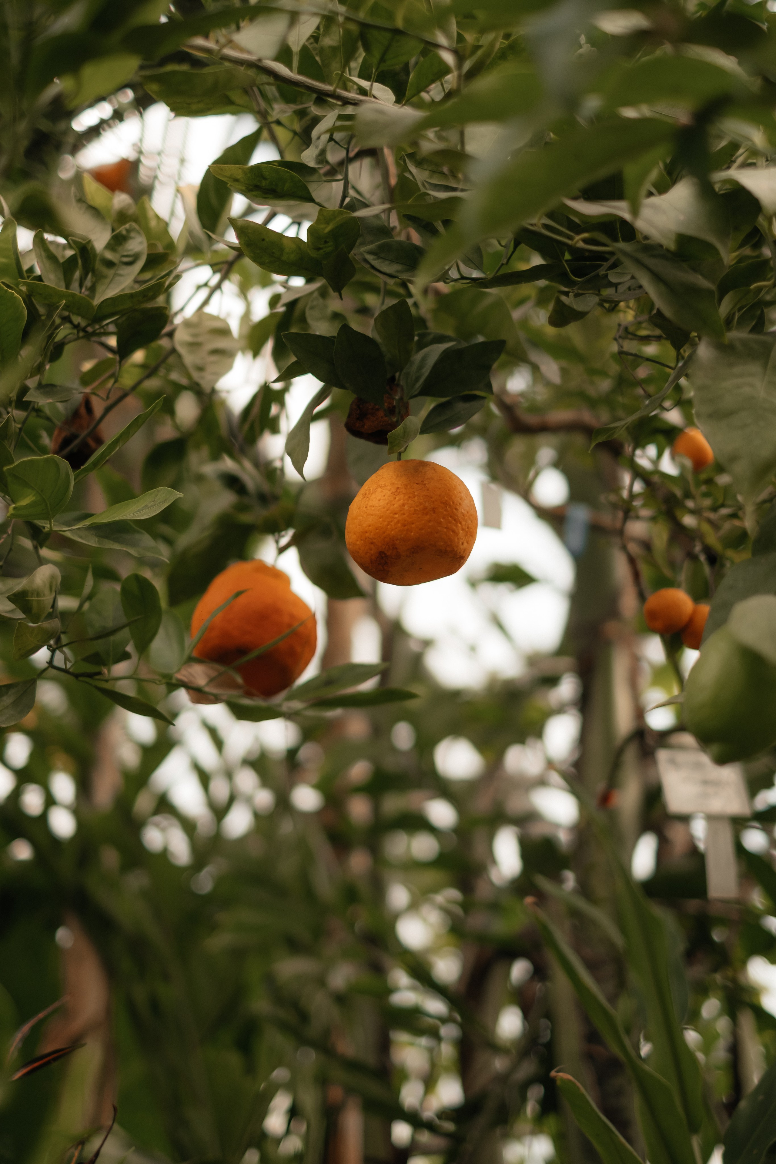 Свадьба Татьяны и Ильи. Фотограф в Новосибирске Диана Ильиных
