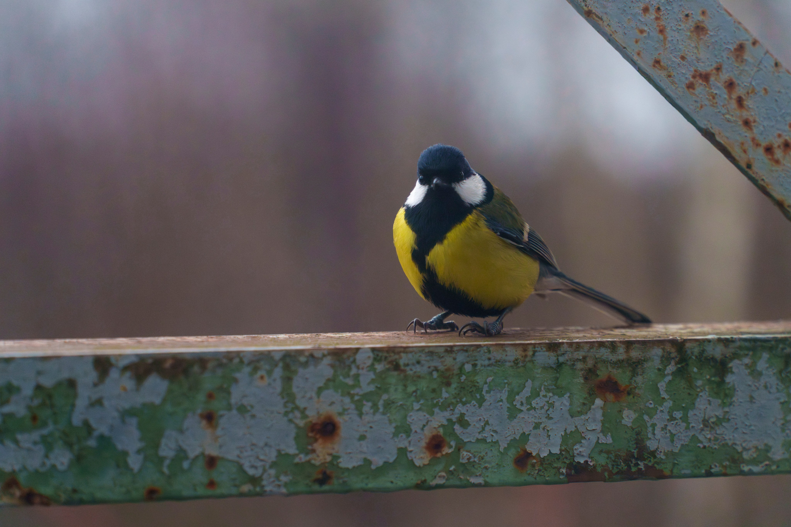 Animals — Животные