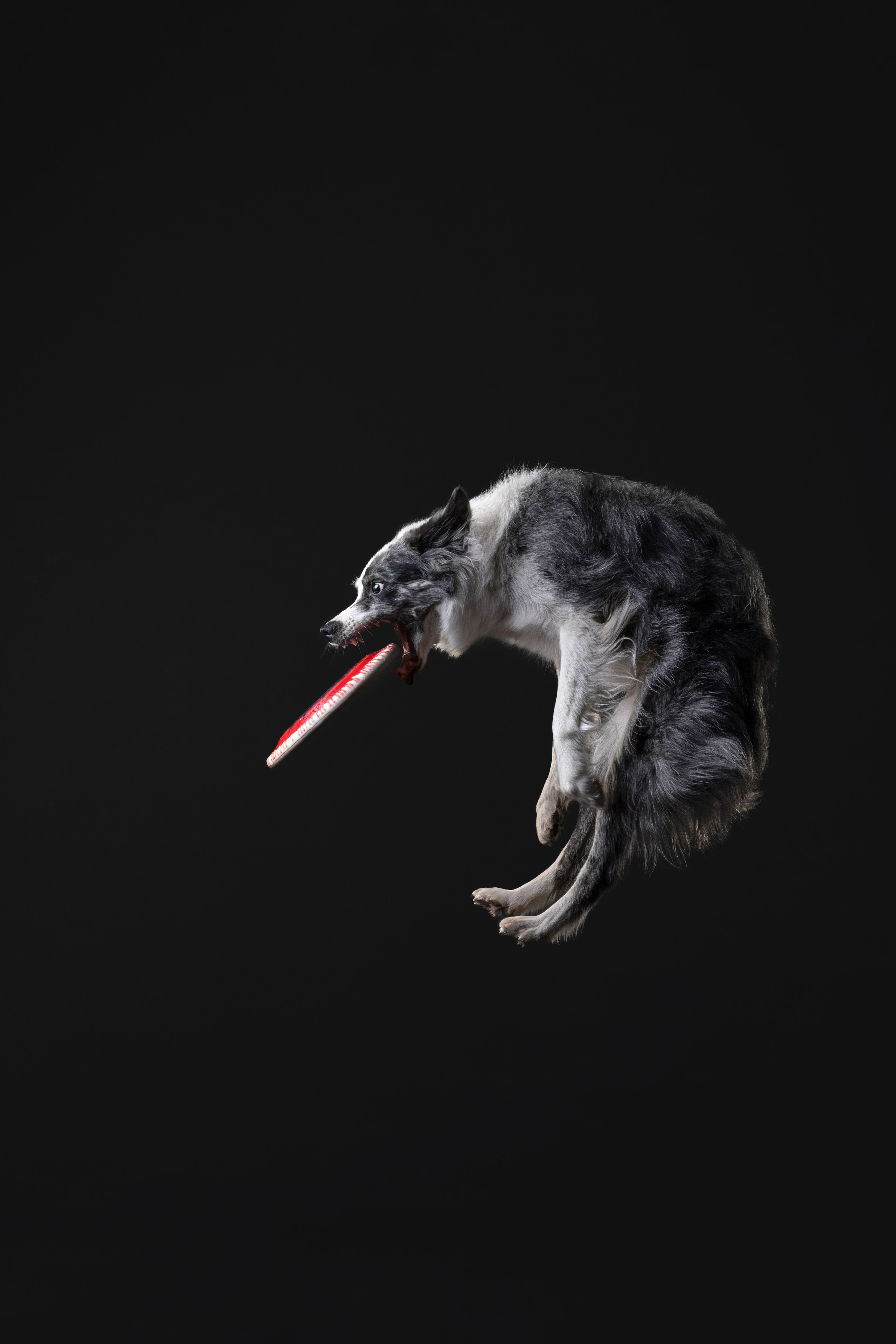 Бордер колли. Фотограф анималист Осипчикова Мария