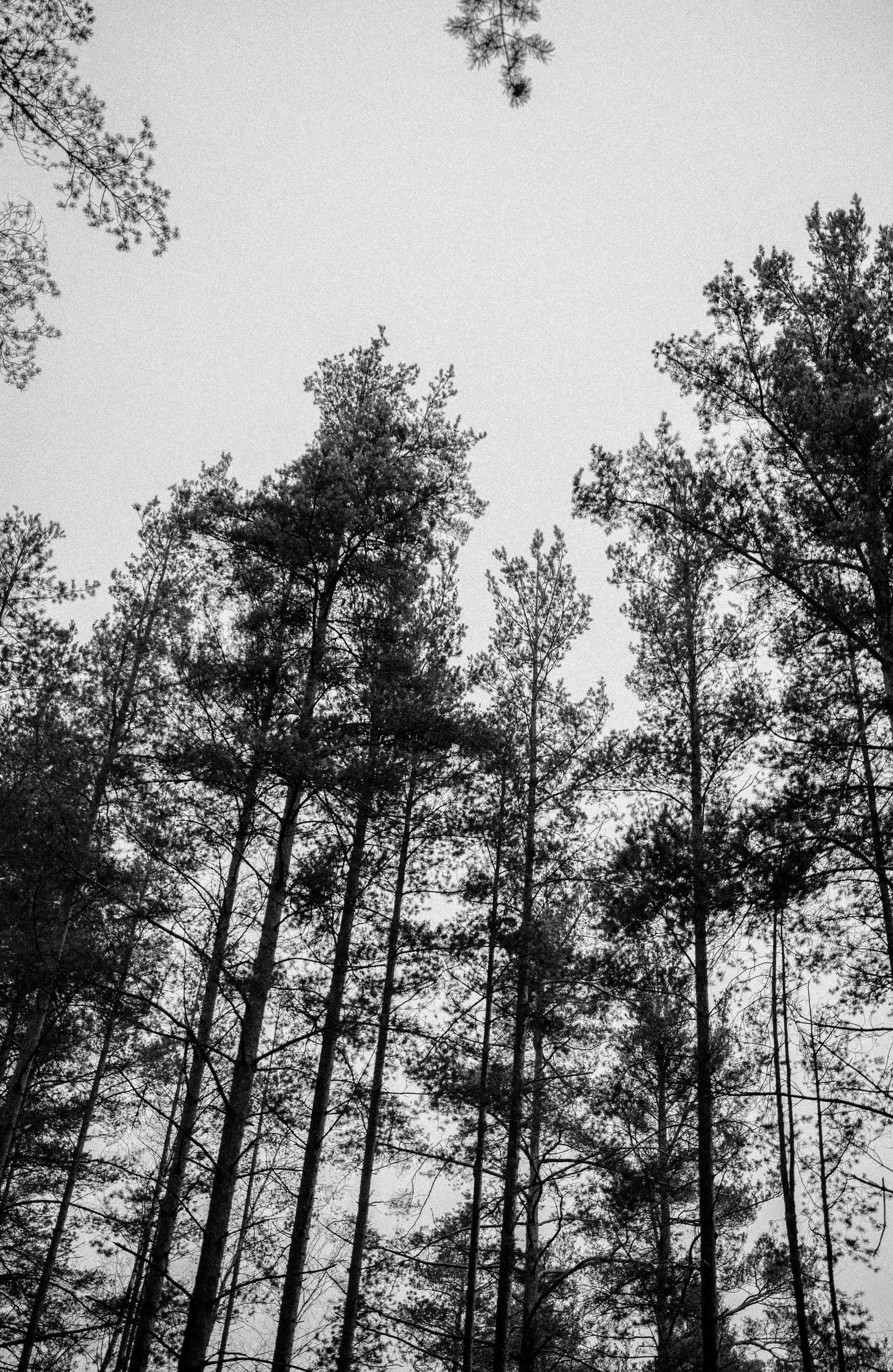 Art portfolio. AleSeeva