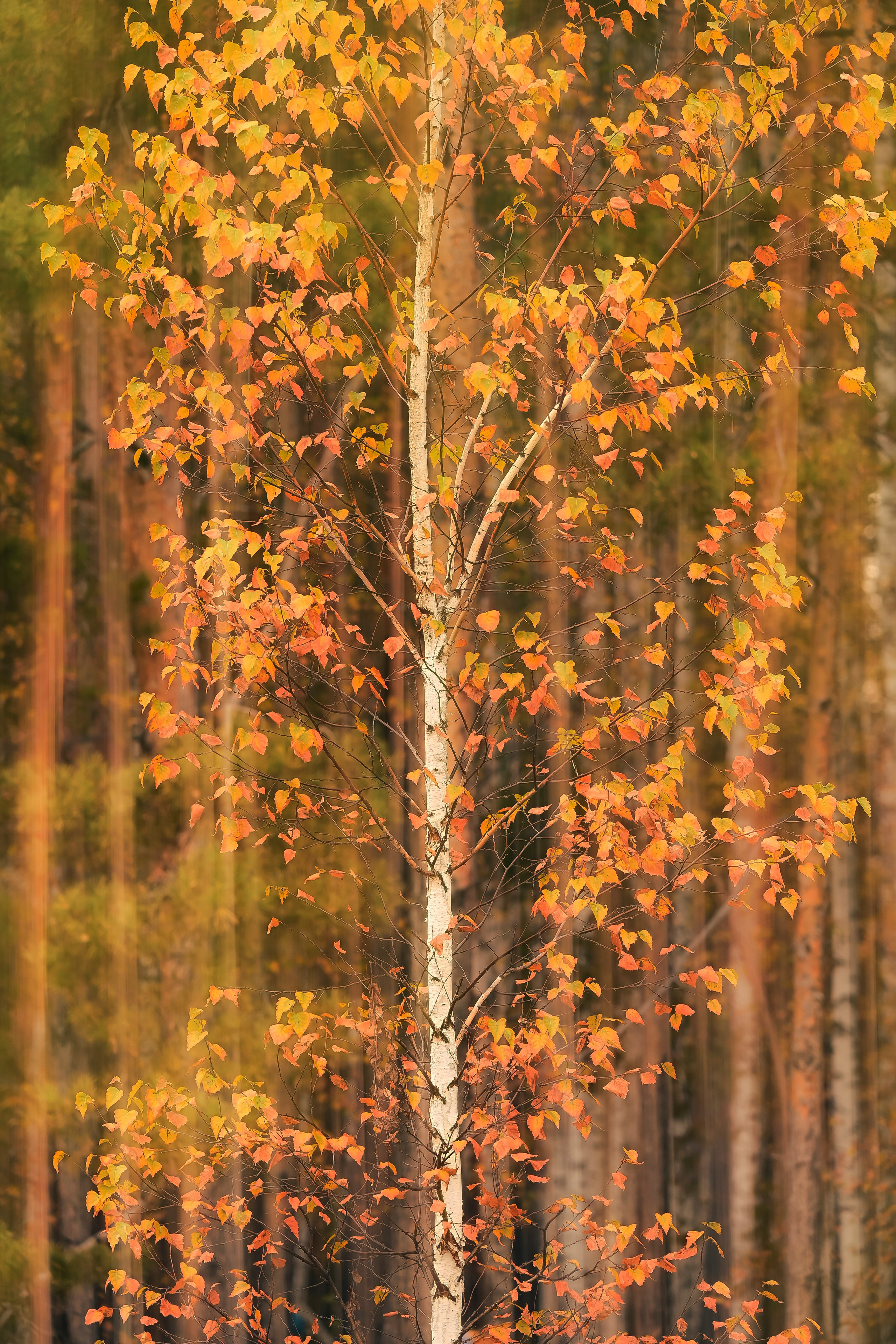 Курганская область. Портретный фотограф в Челябинске Катерина Руди