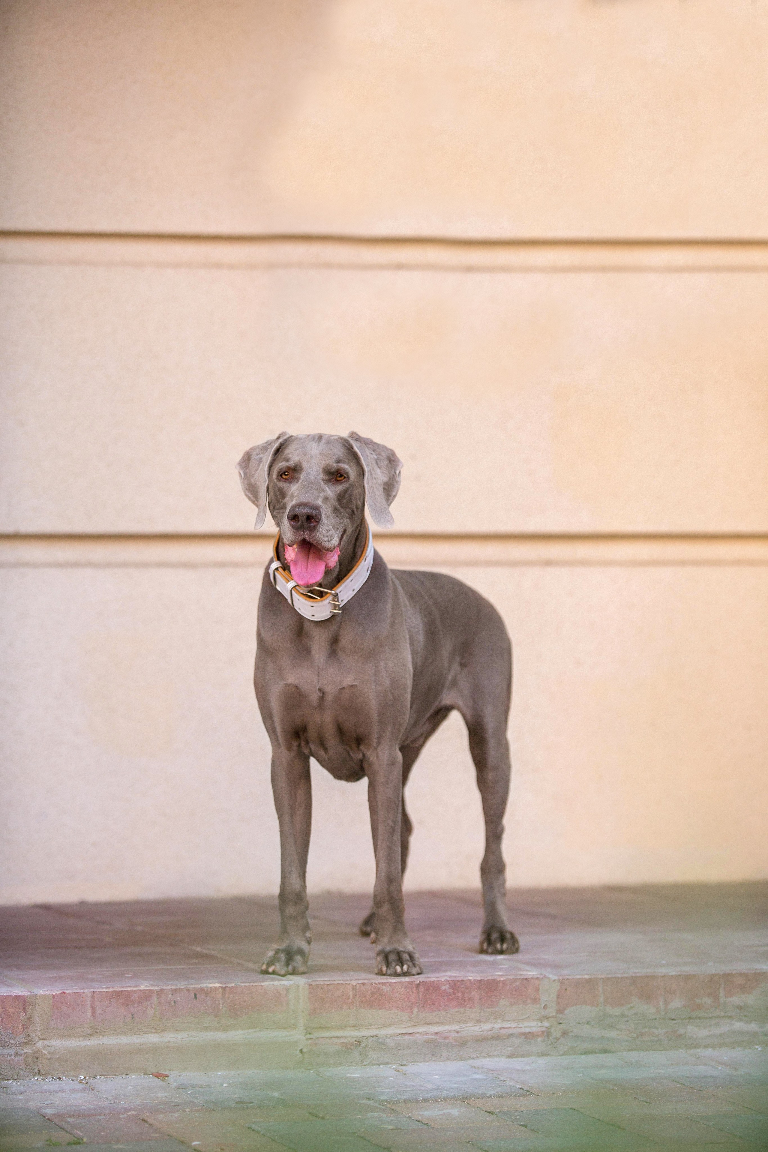 Евгения и Данте. Https://moshkovaphoto.ru/