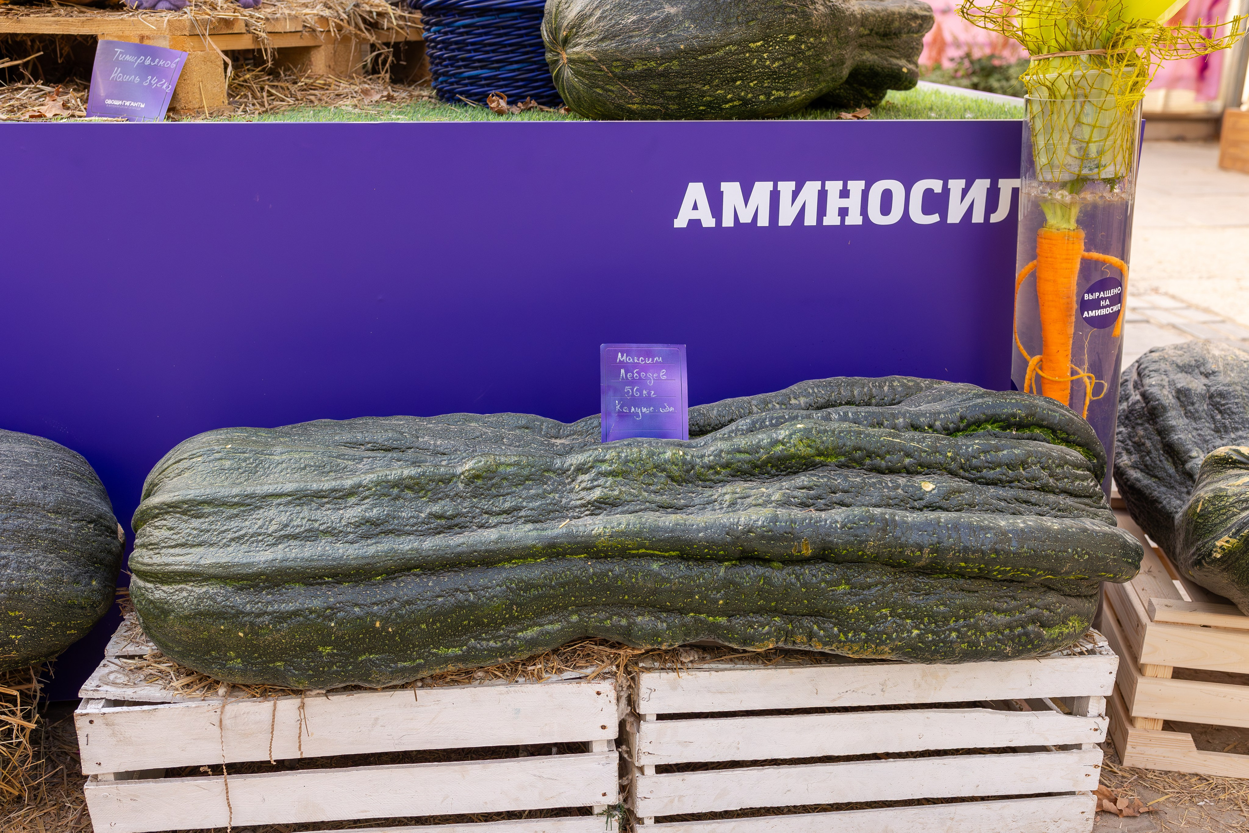 Овощи-гиганты. Александра Куликова фотограф, Москва