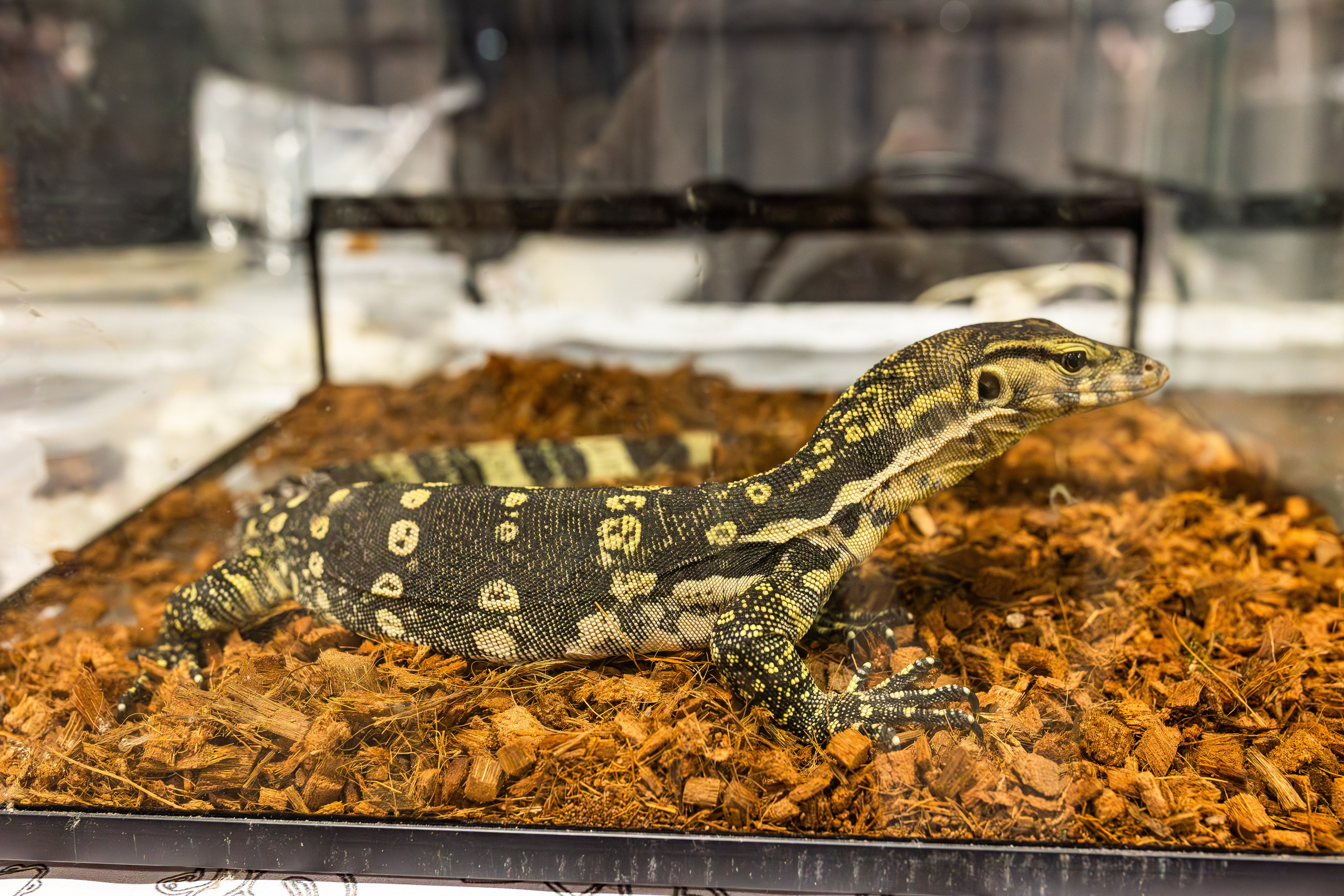 Рептилиум июнь 2025. Александра Куликова фотограф, Москва