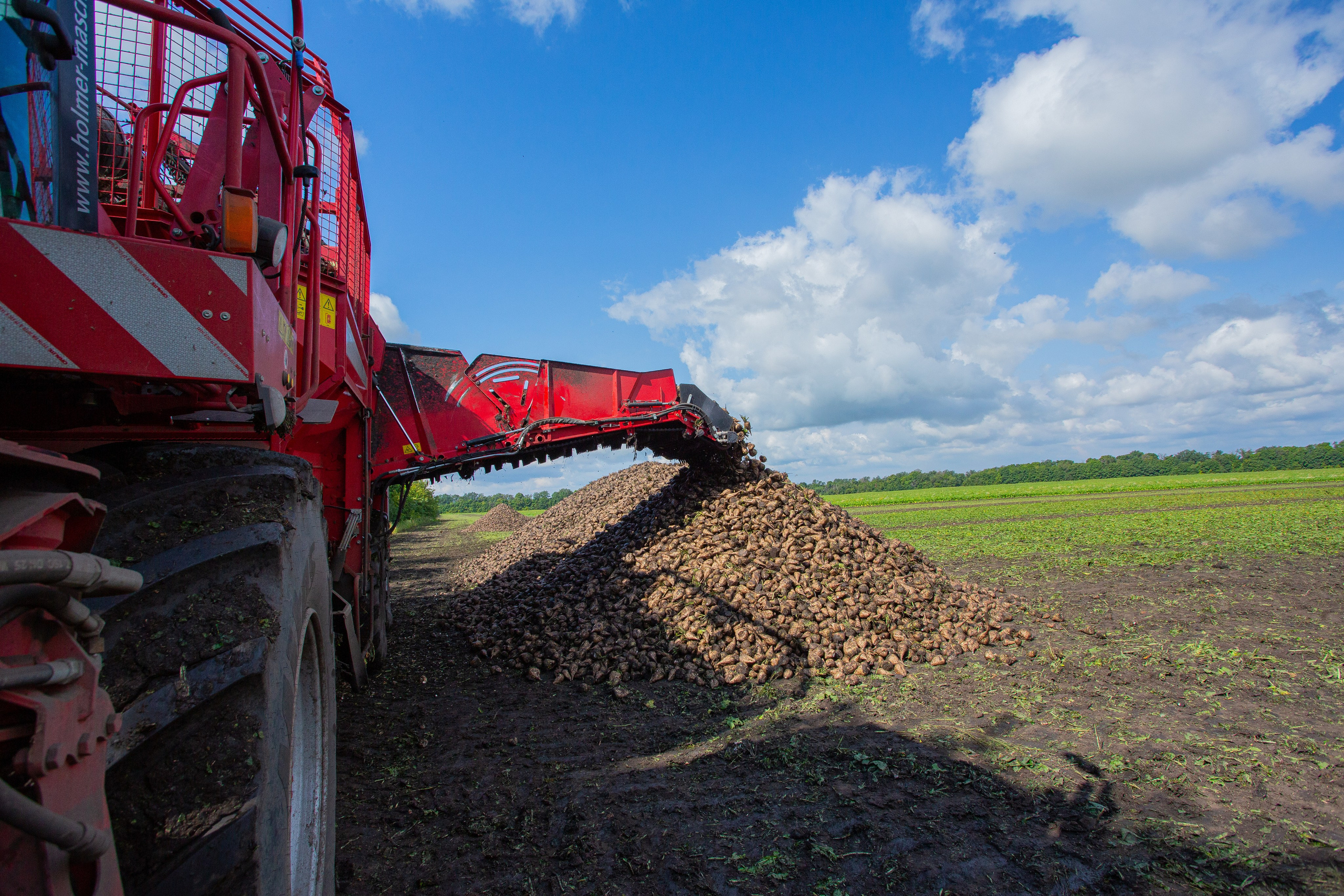 Выгрузка сахарной свеклы