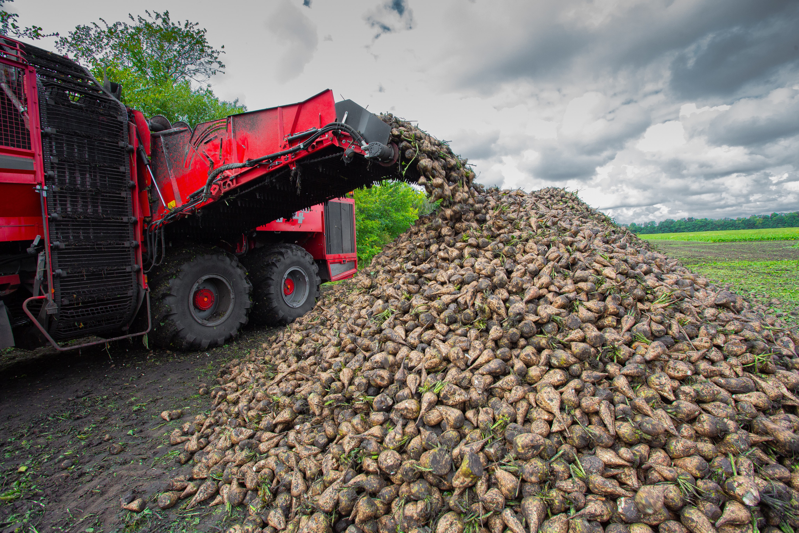 Агрохолдинг комбайн выгрузка сахарной свеклы