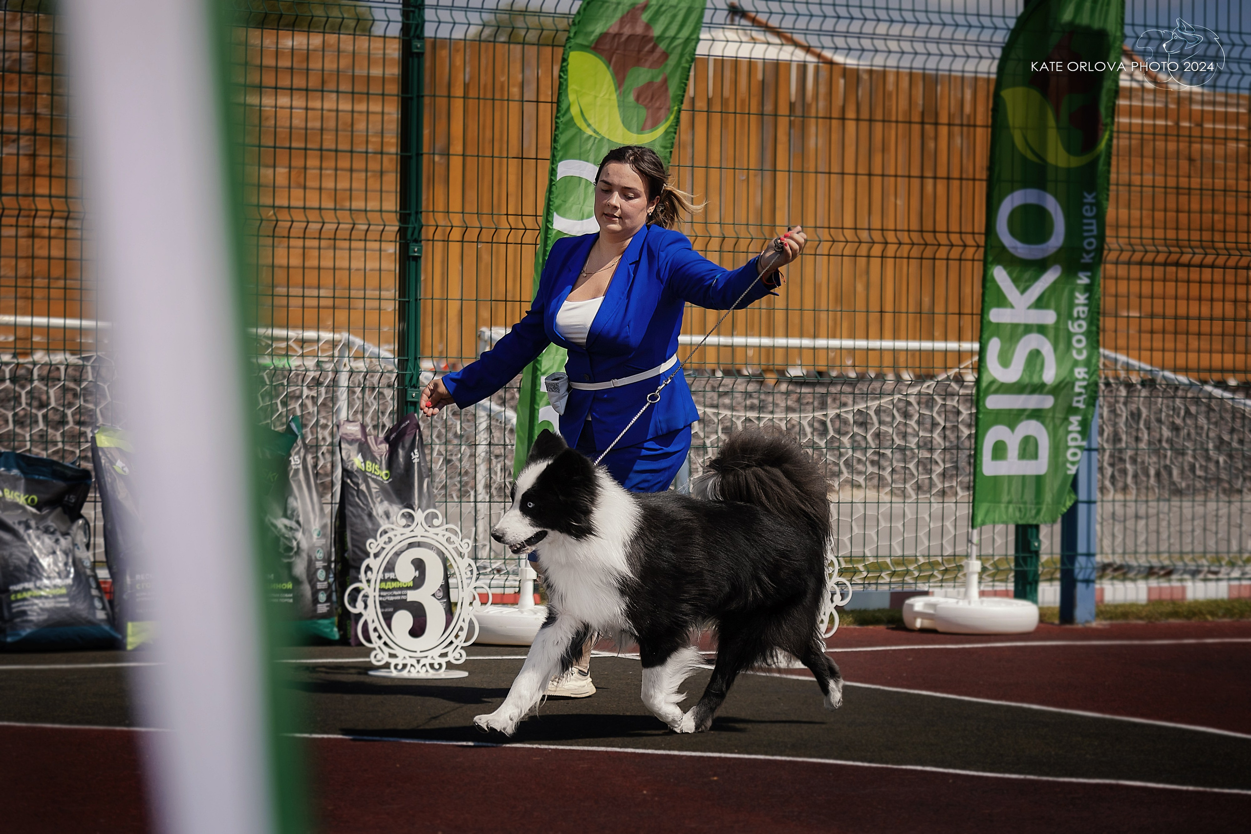Фотосъемка собак, щенков, на выставках, фотограф анималист Россия воронеж. Питомник собак Акита, Хаски, Корги