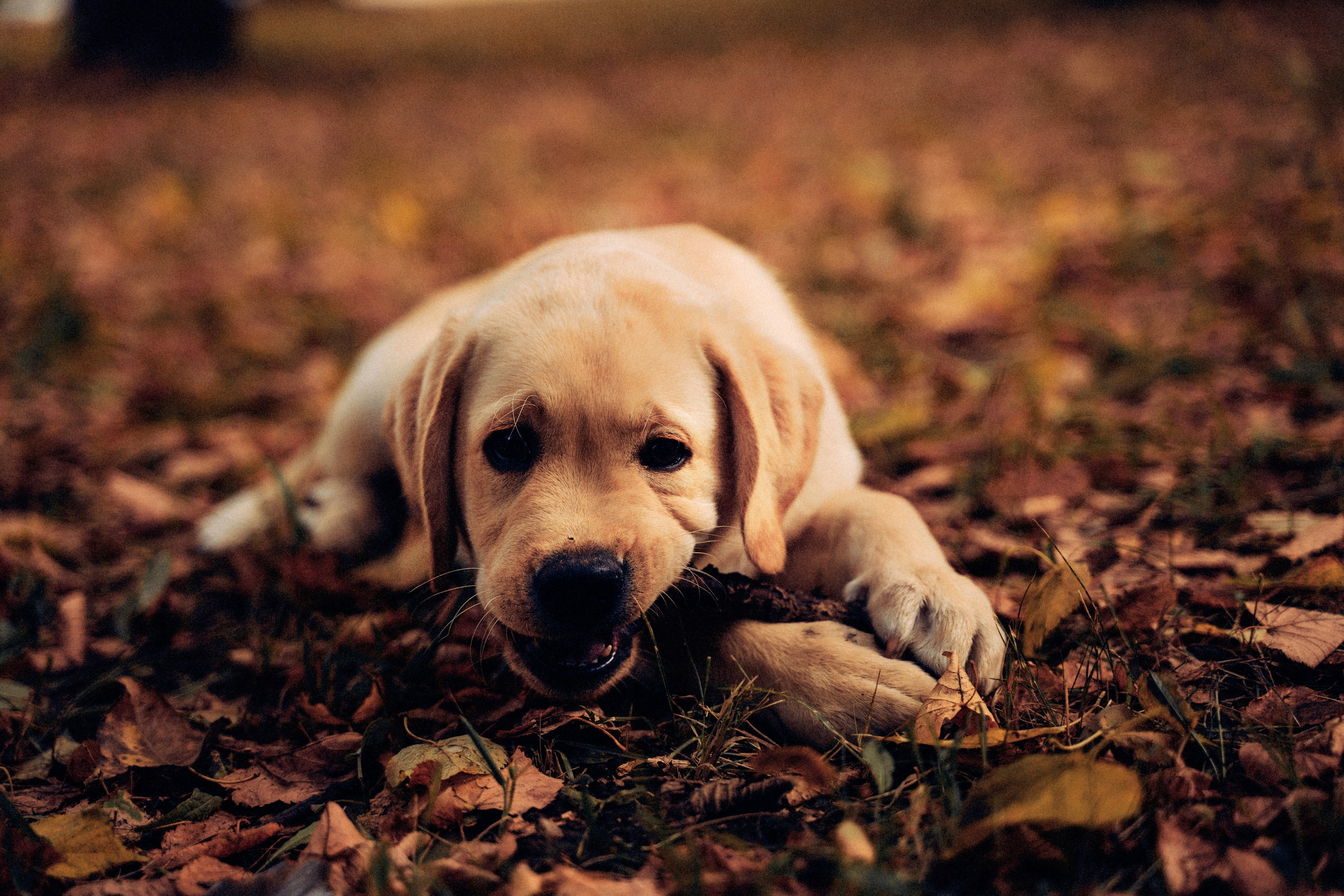 Золотой малыш. Фотограф-анималист, портретный фотограф в Чебоксарах Мария Садыкова