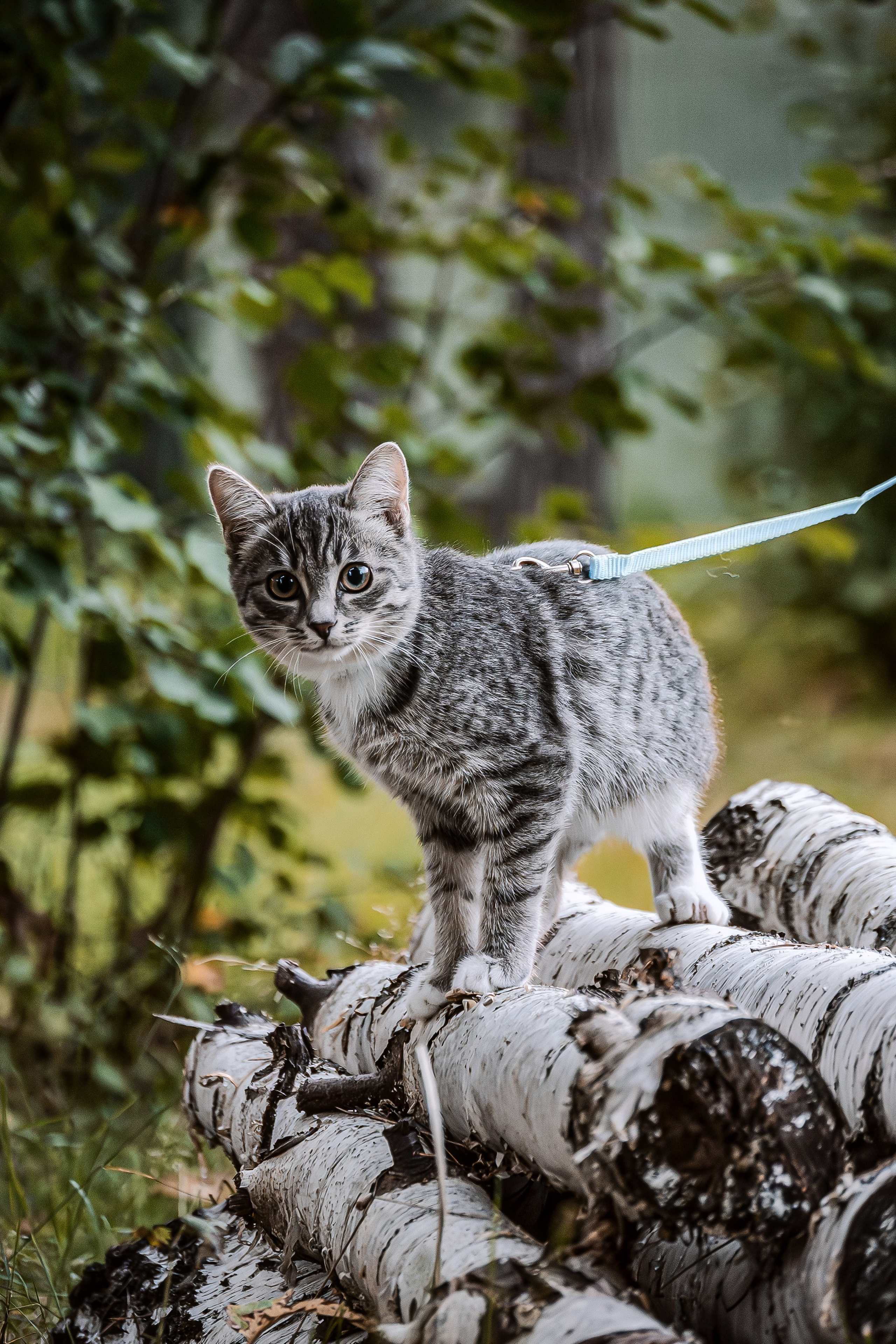 Энималс. Место {не}банальных фото