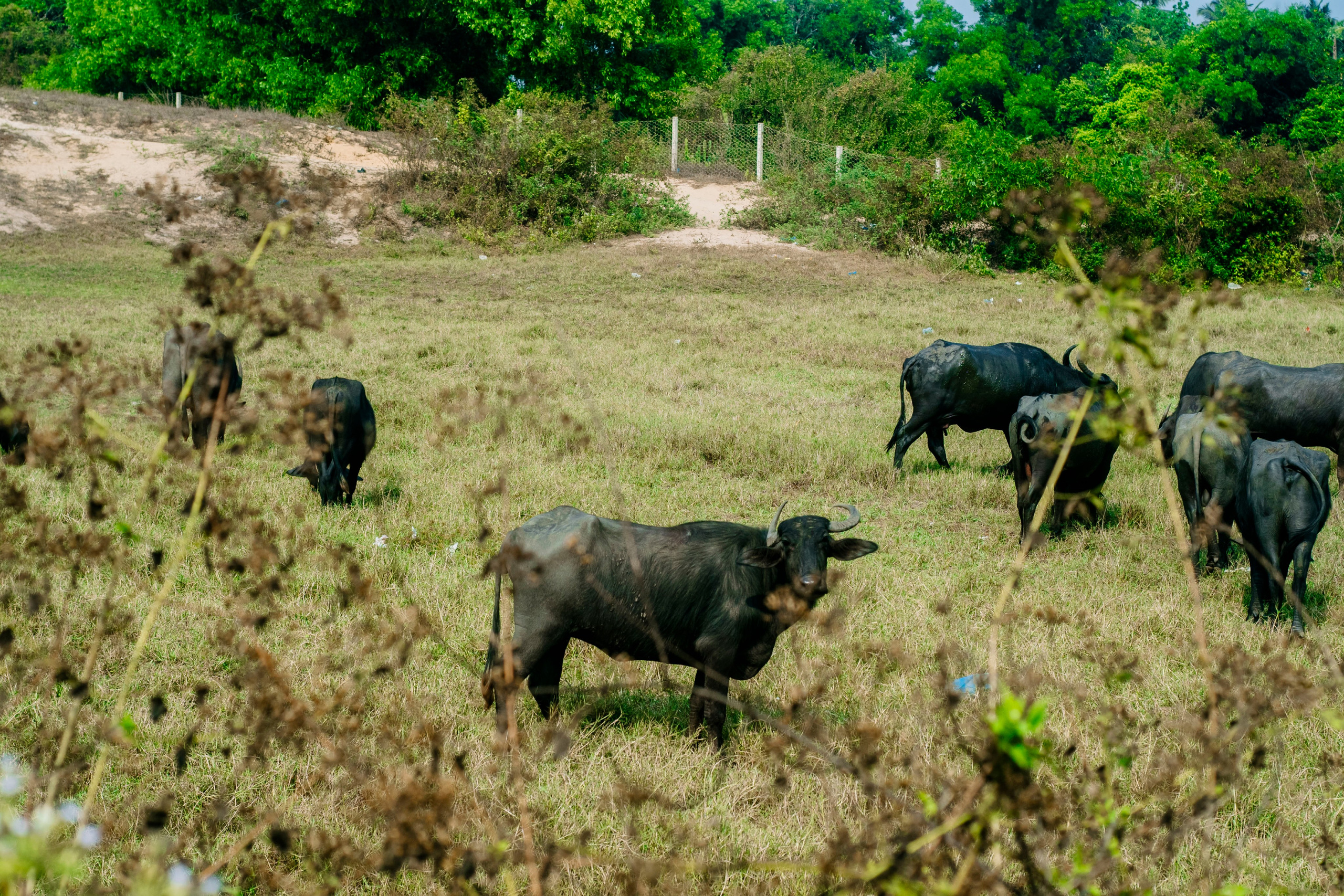 Гоа. индия. Iraogo