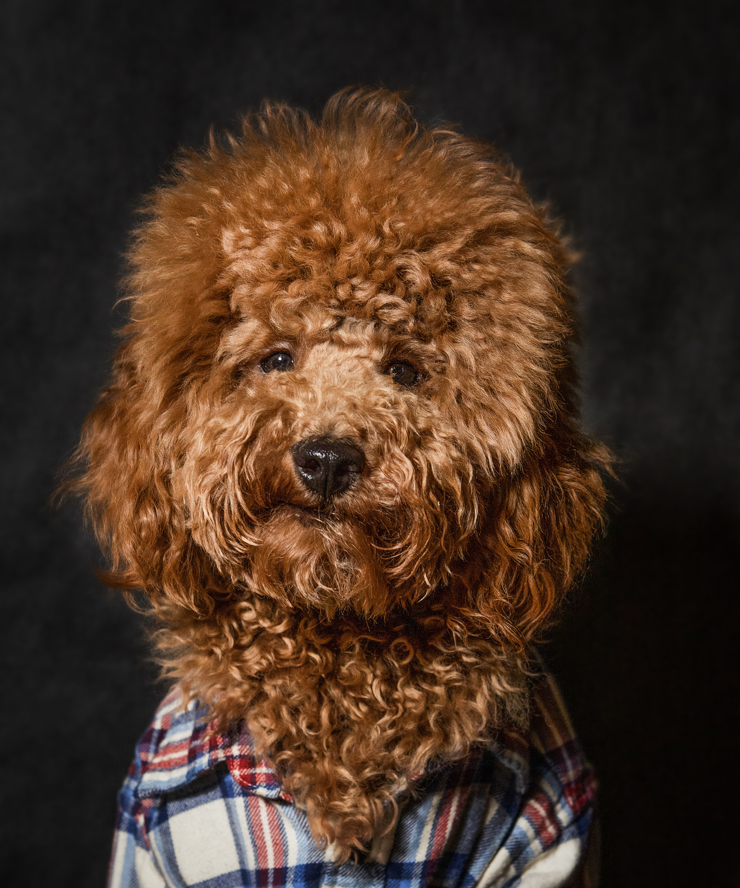 Портреты собак. Фотосессия под ключ в Москве — креативные, женские и семейные съёмки | Фотограф Анна Лебедева