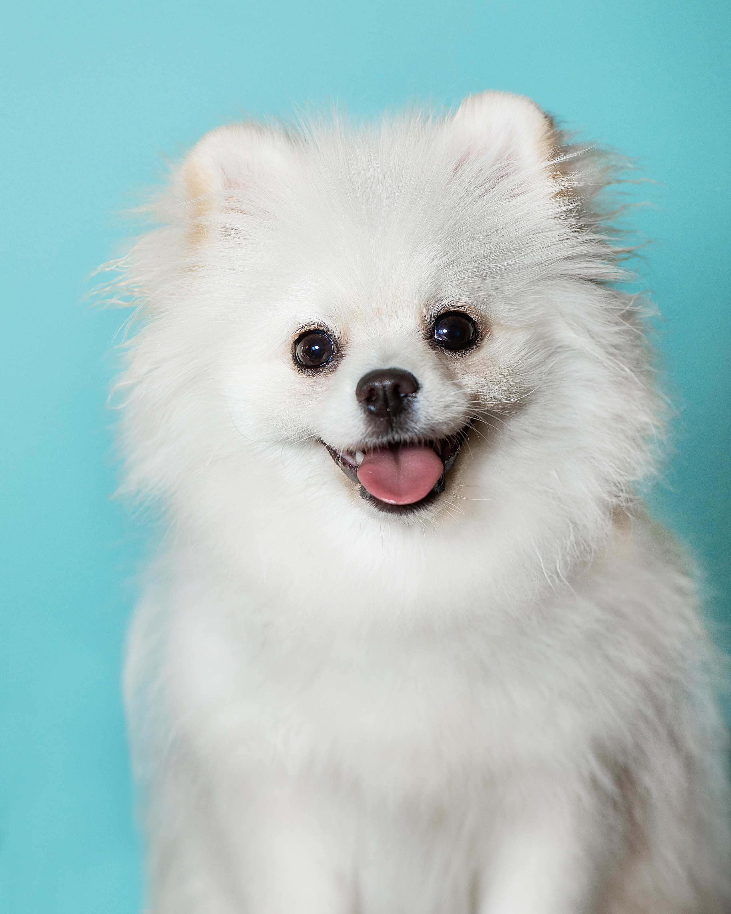 Портреты собак. Фотосессия под ключ в Москве — креативные, женские и семейные съёмки | Фотограф Анна Лебедева