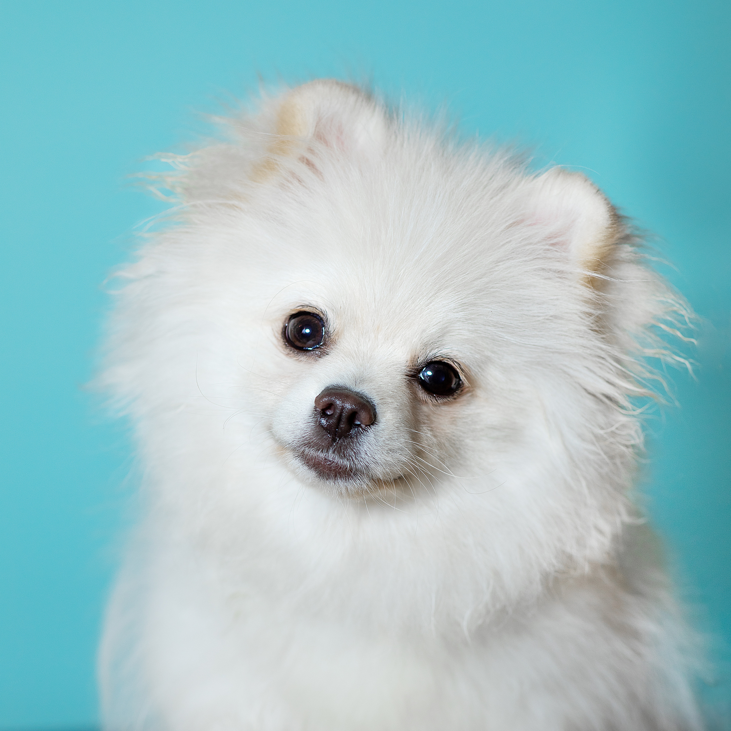 Портреты собак. Фотосессия под ключ в Москве — креативные, женские и семейные съёмки | Фотограф Анна Лебедева