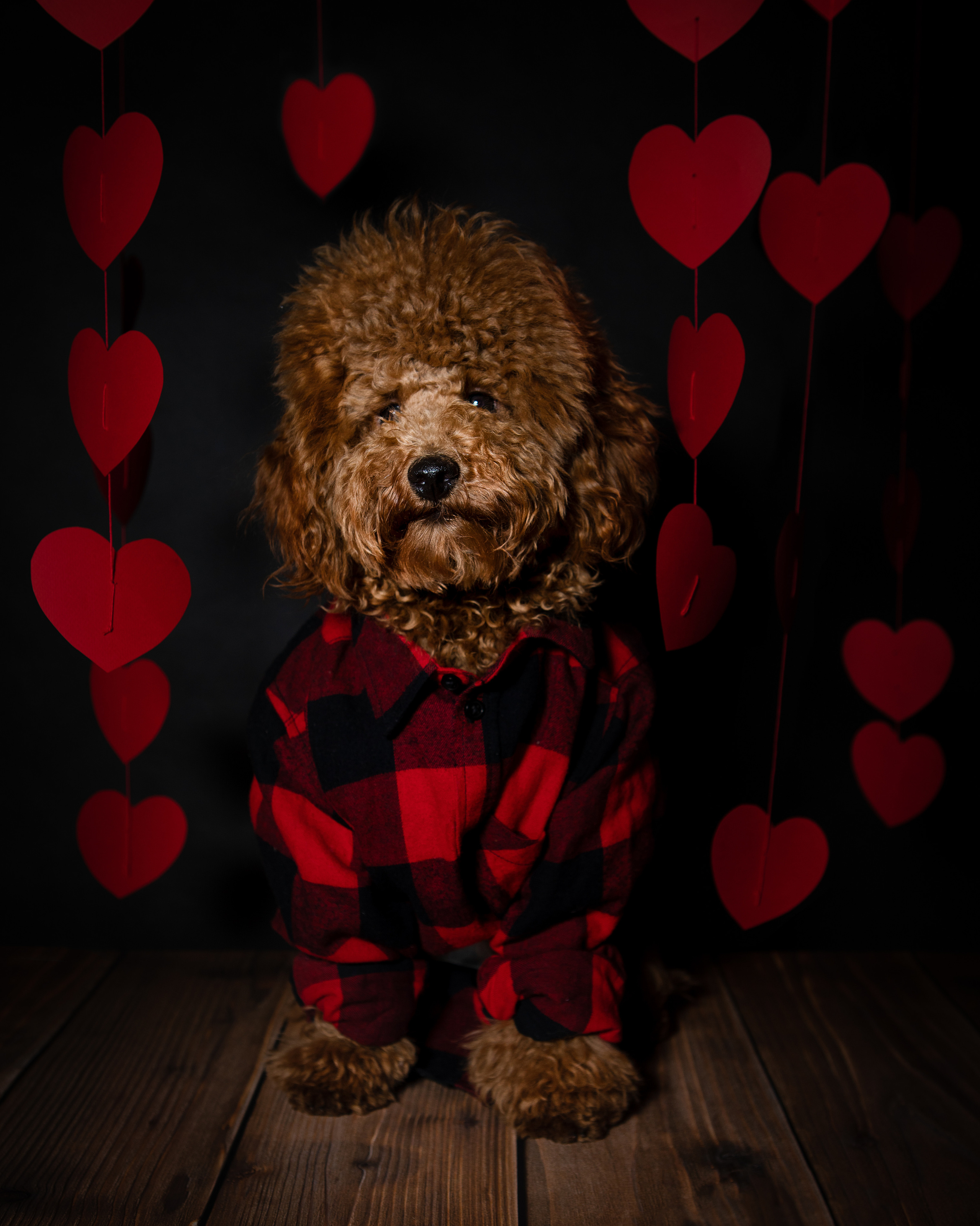 Портреты собак. Фотосессия под ключ в Москве — креативные, женские и семейные съёмки | Фотограф Анна Лебедева