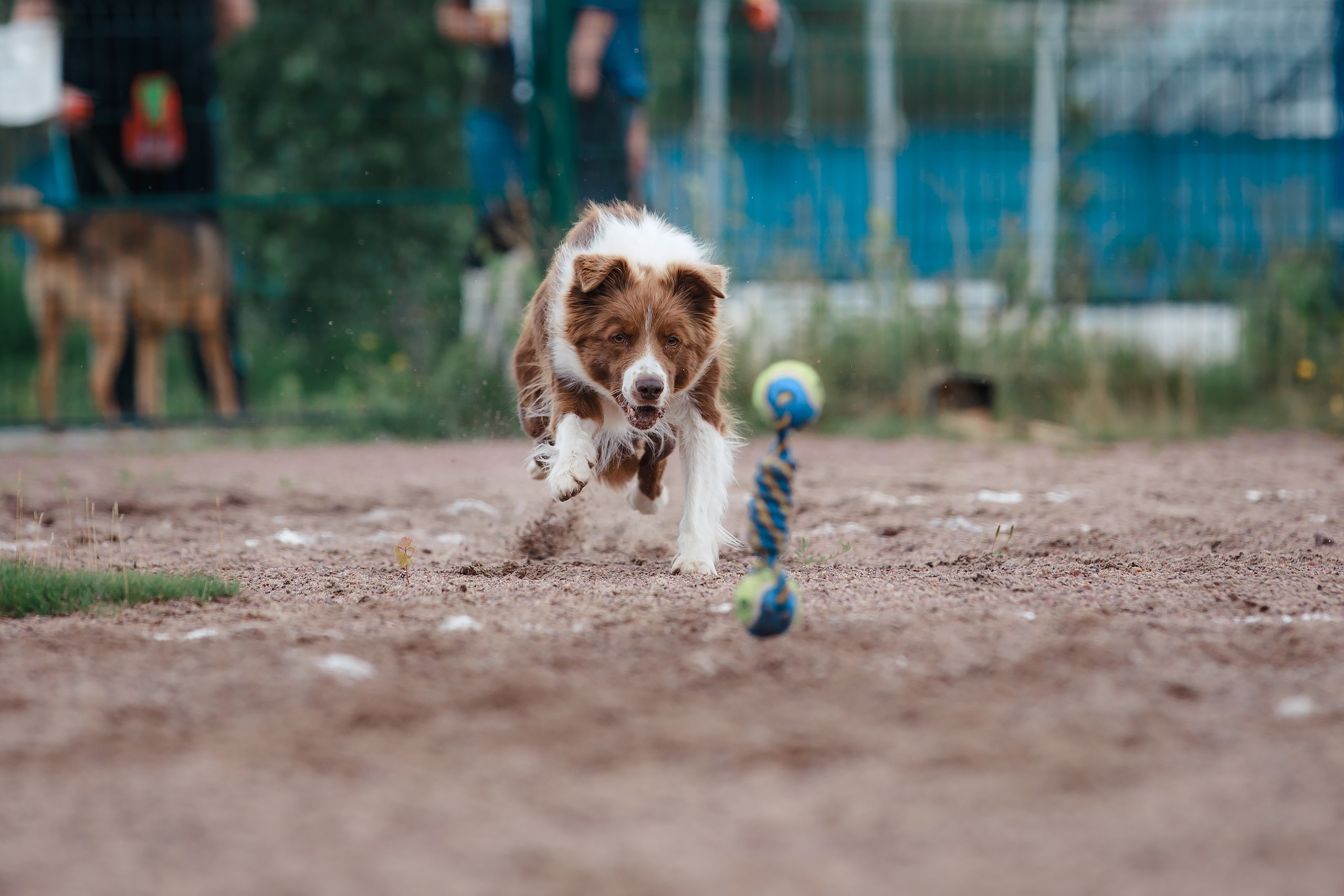 Питч&Гоу + веселые старты. Фотограф-анималист Mary Mart — Москва, Питер