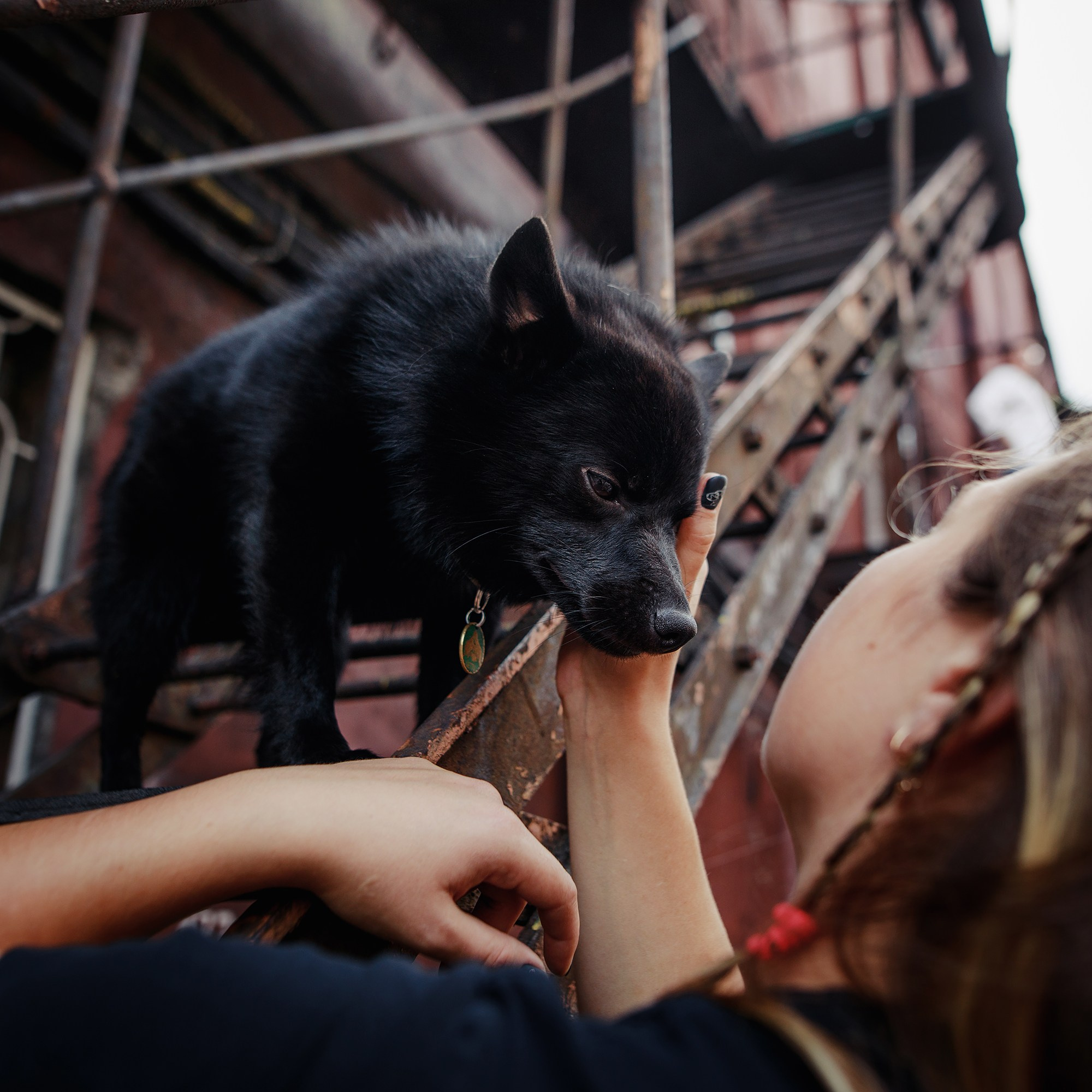 Саша, Маша и шипперке Йети. Фотограф-анималист Mary Mart — Москва, Питер