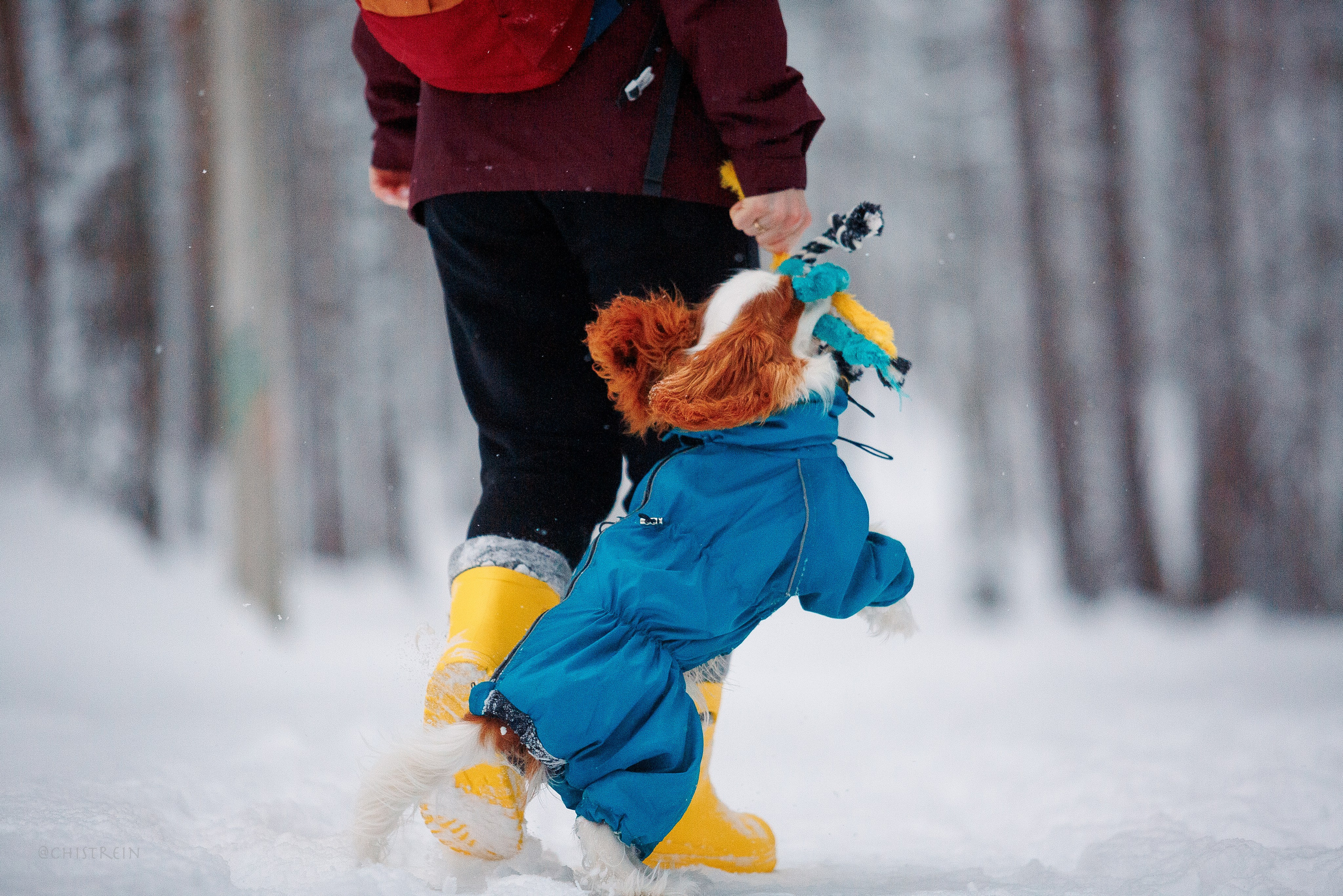 Внезапно апрельская зима. Фотограф-анималист Наталия Чистюхина в г. Сосновый Бор и ЛО