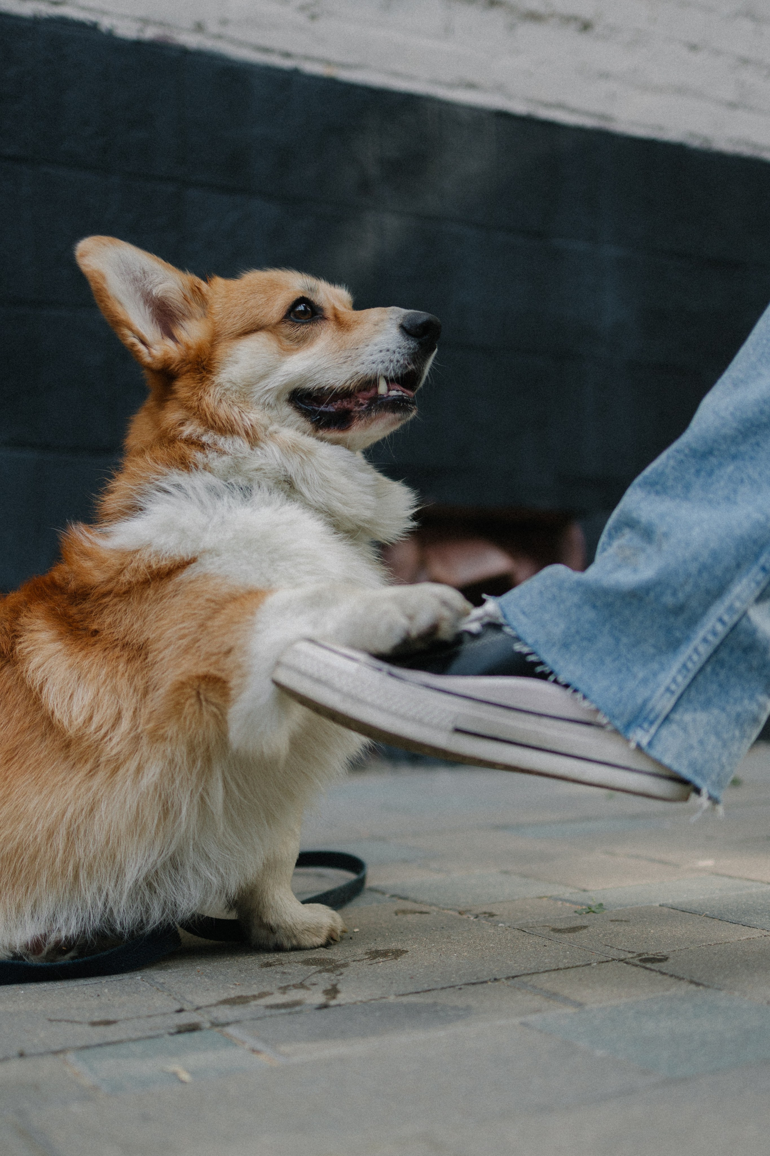 Брюс, Вейв и их ро. Фотораф — анималист Мария Шистка
