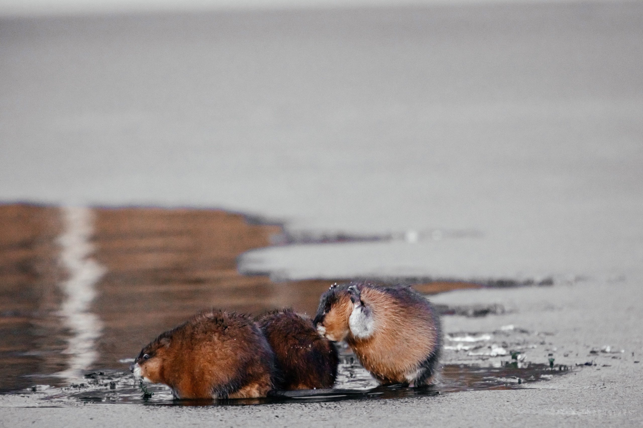 Ондатры. Фотограф в Красноярске Оксана Корчагина